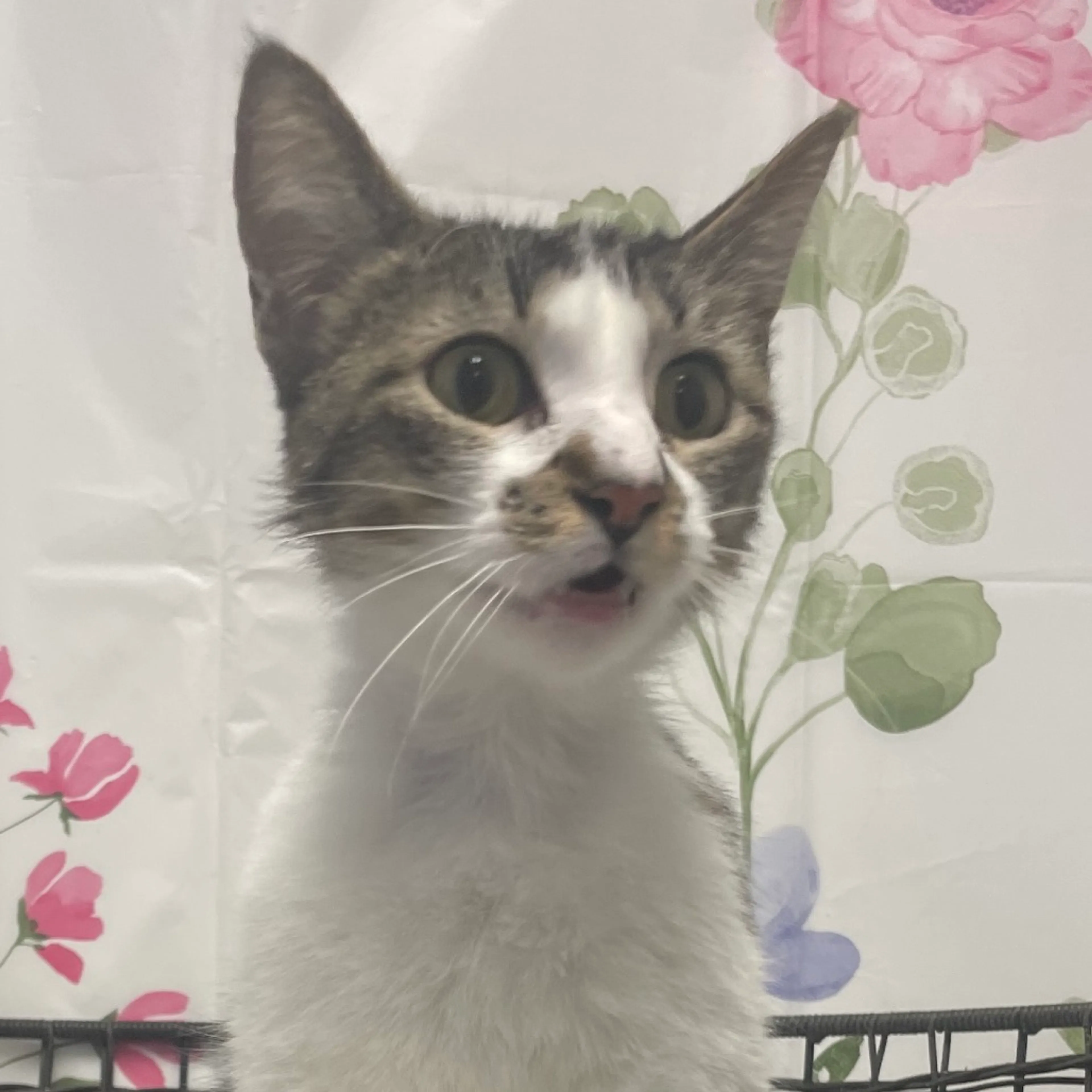 Found pet-2