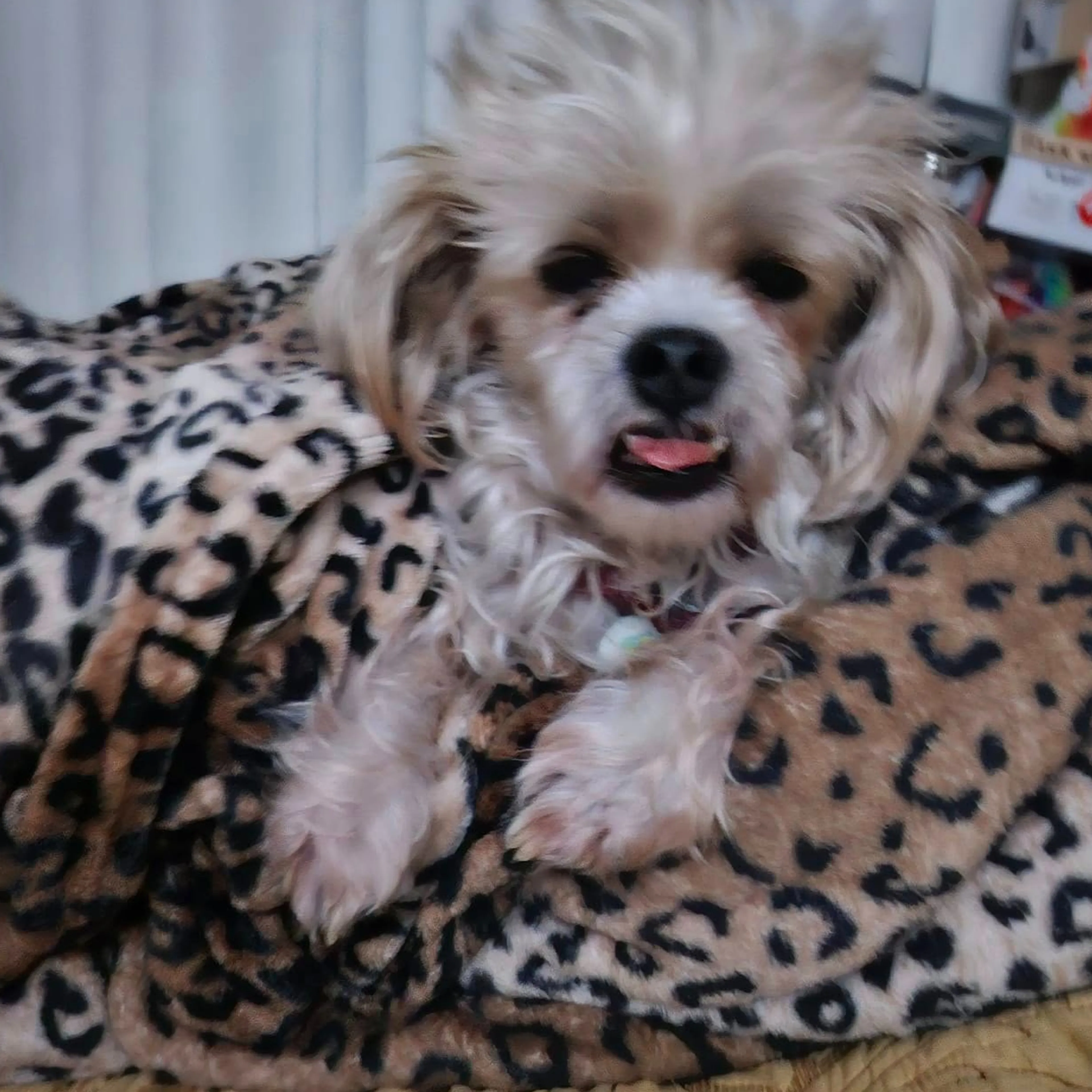 Lost pet-2