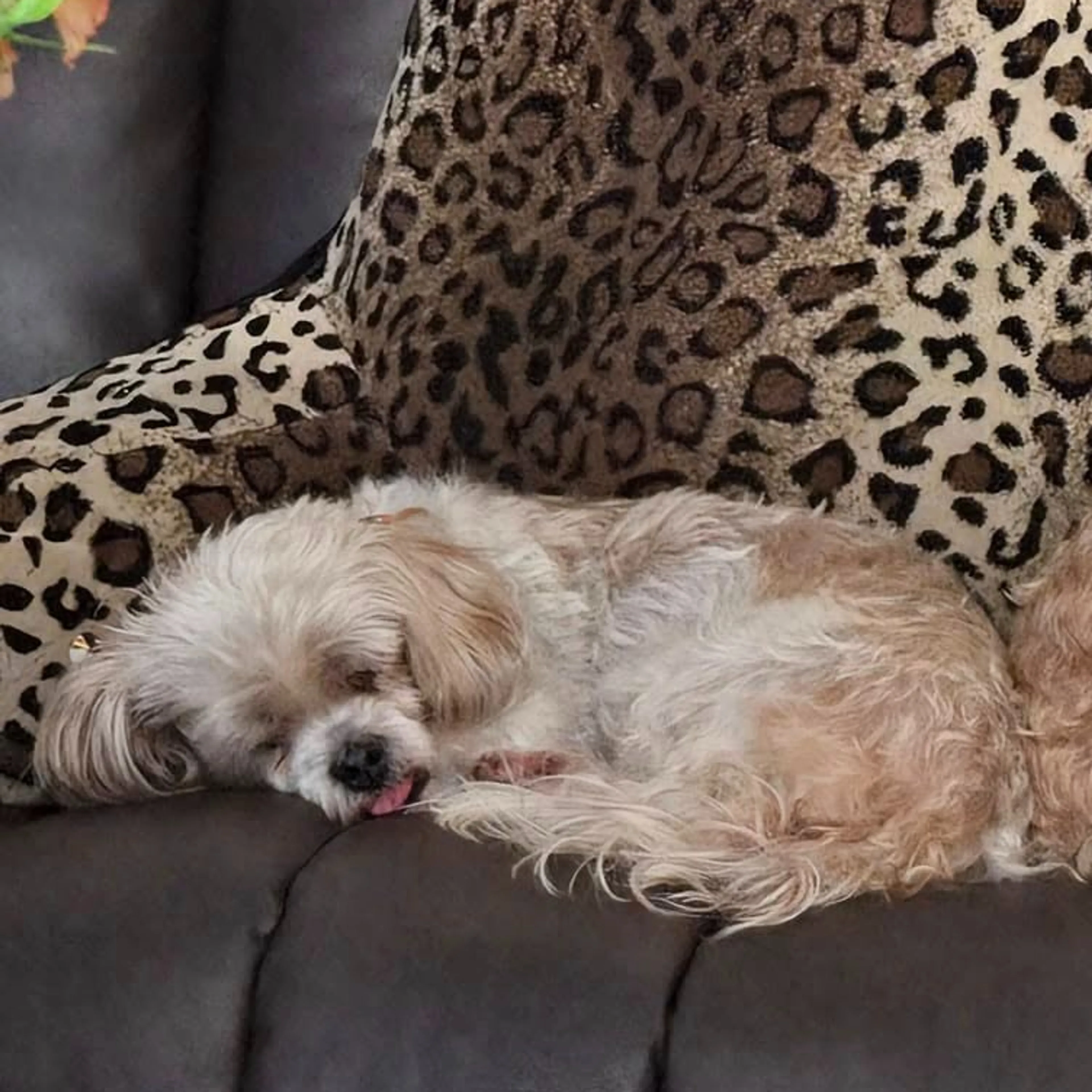 Lost pet-1