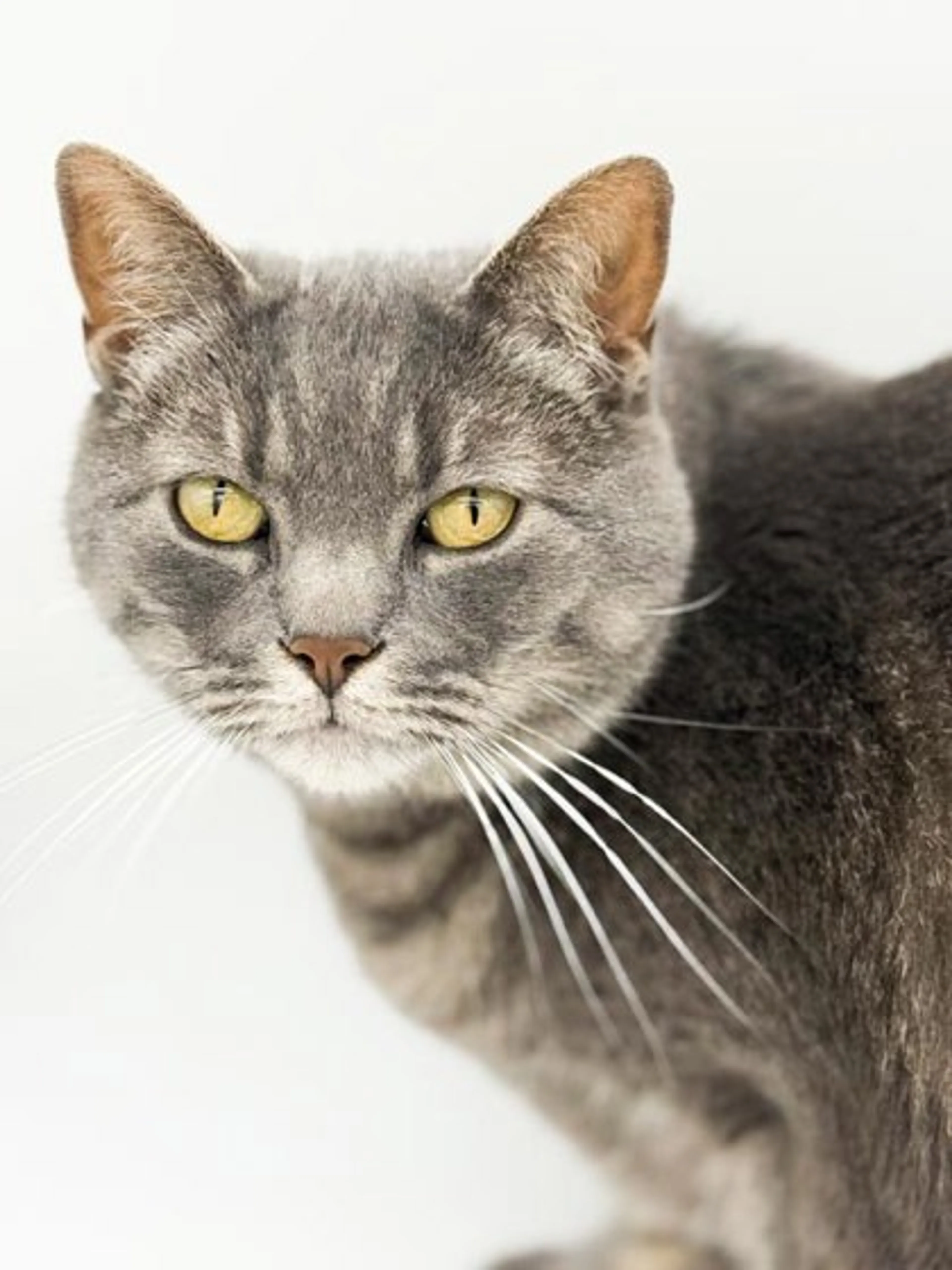 Found pet-1