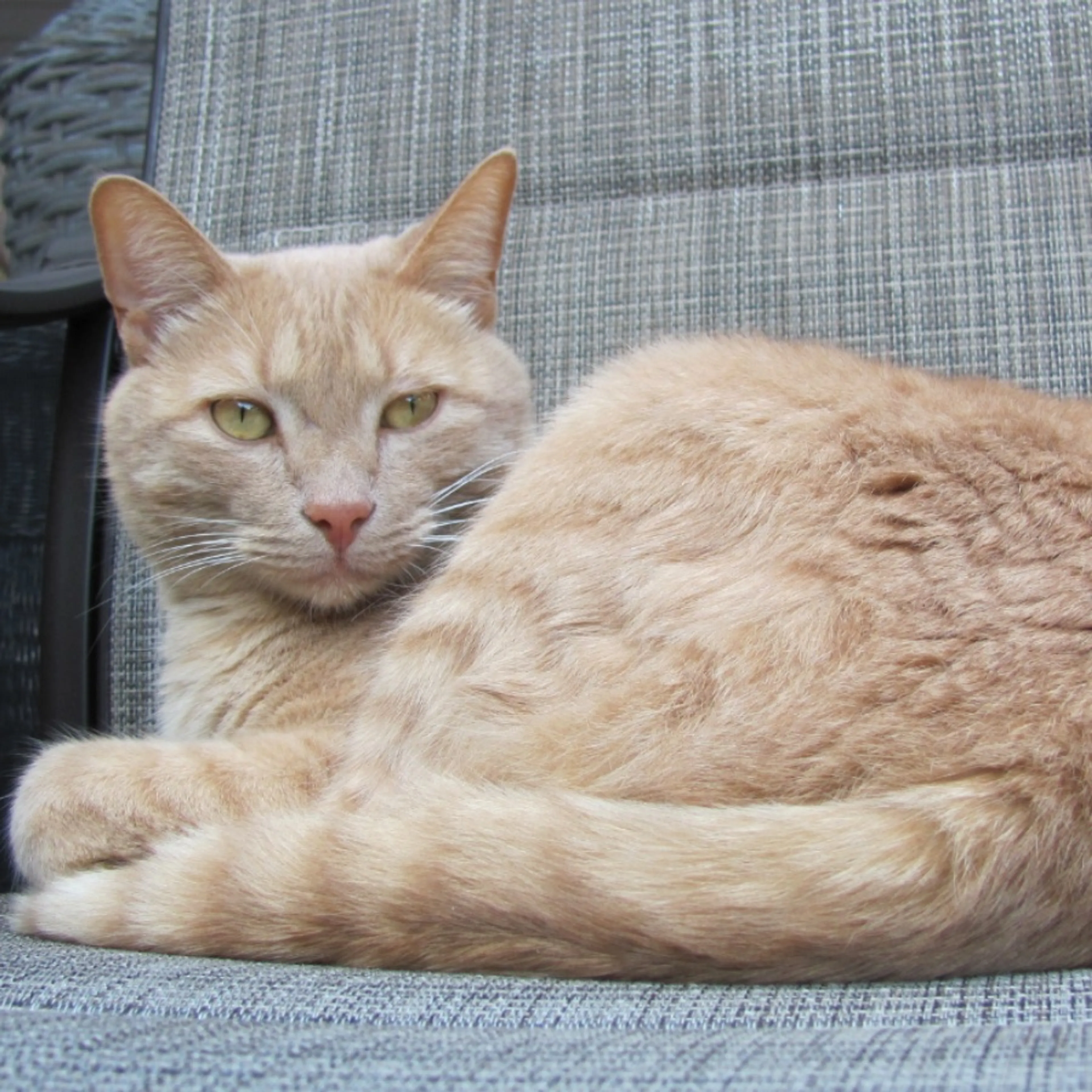 Lost pet