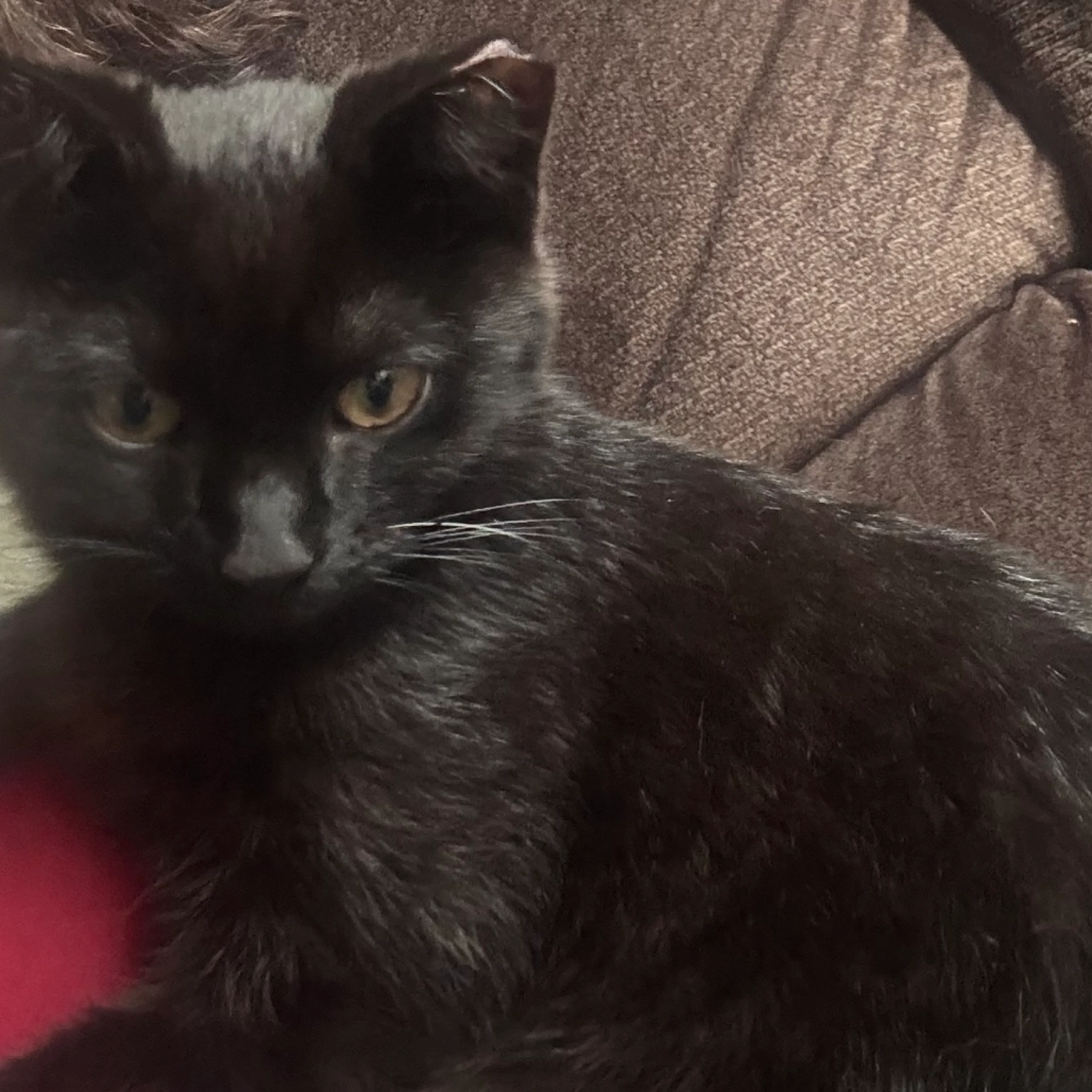 Found pet