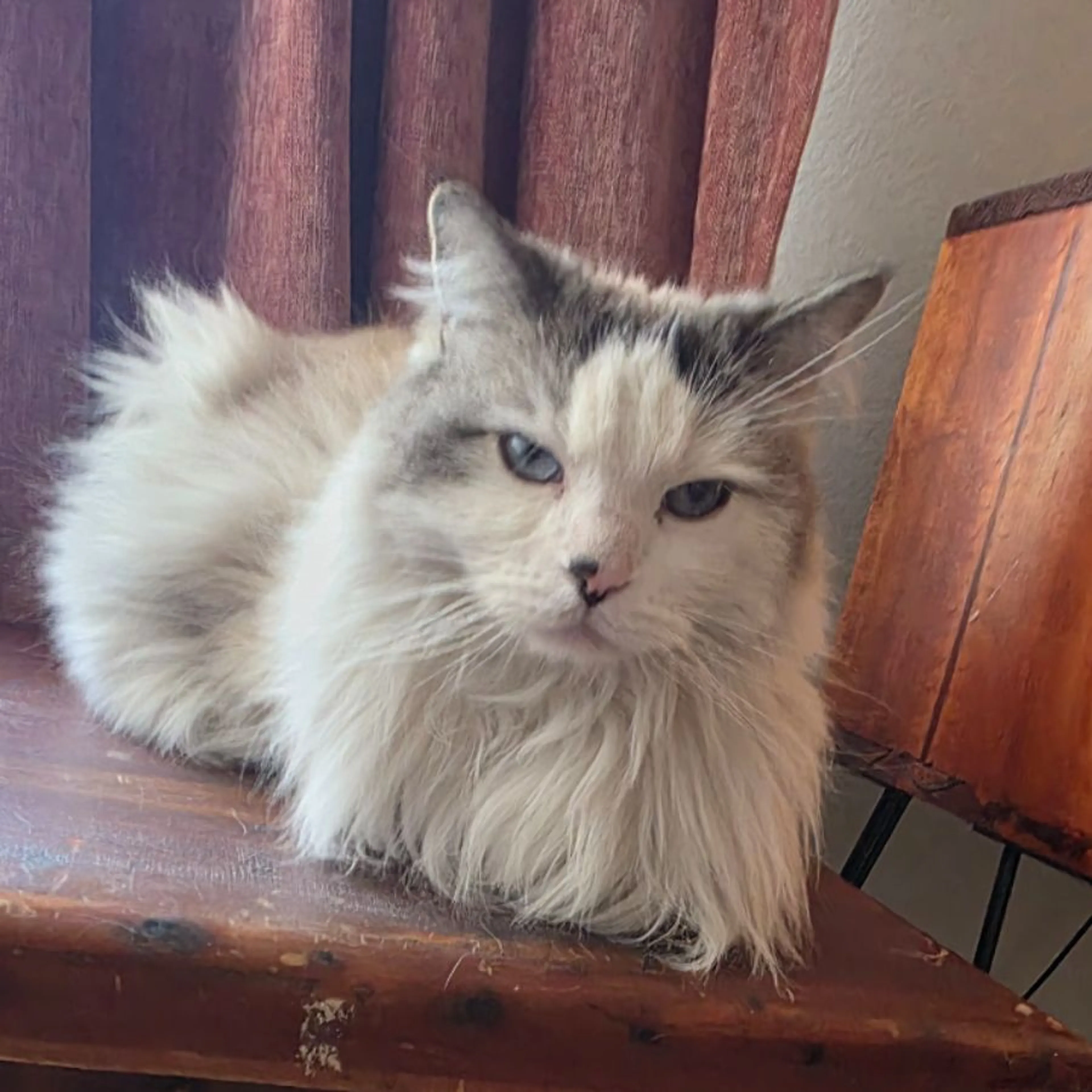 Found pet-0