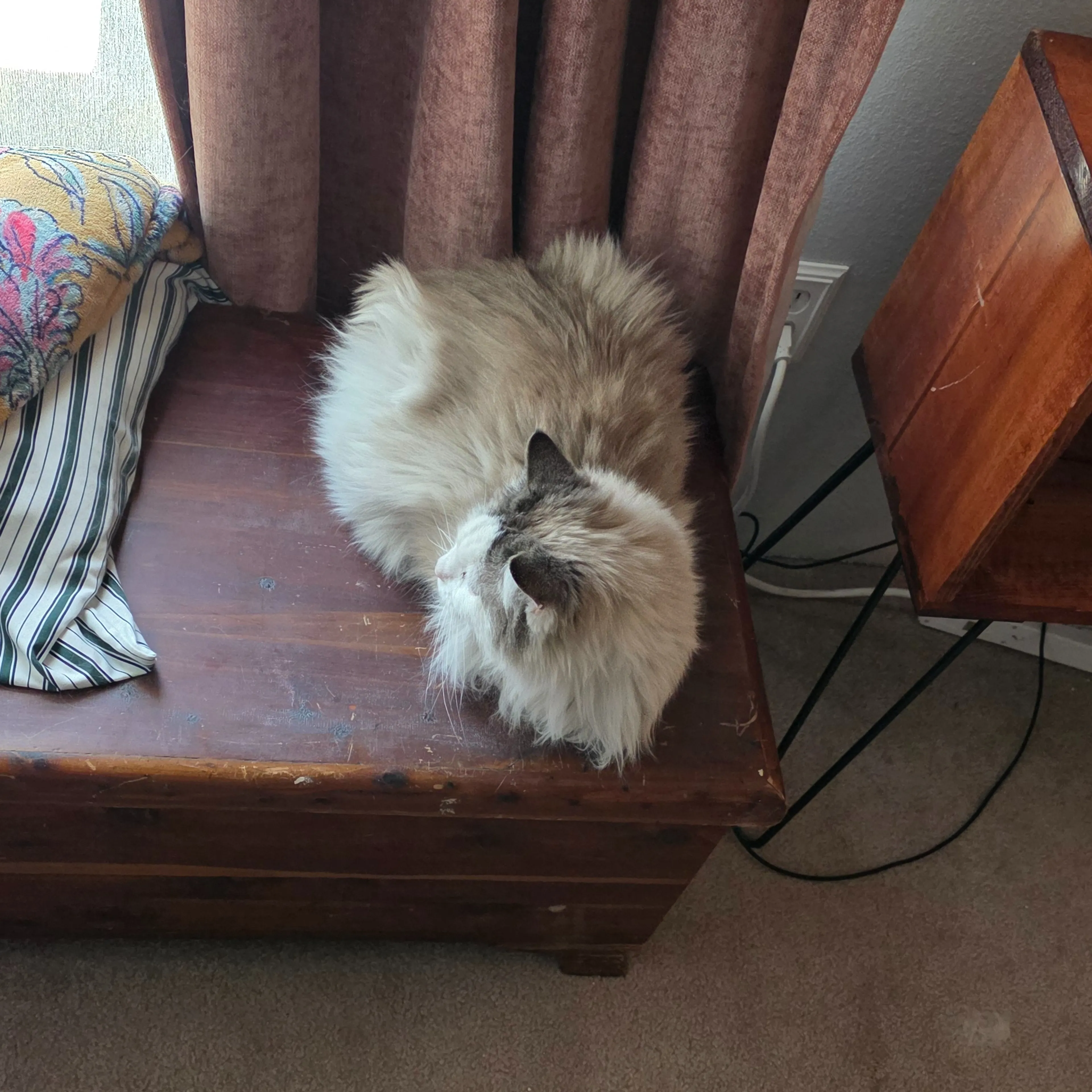 Found pet-1