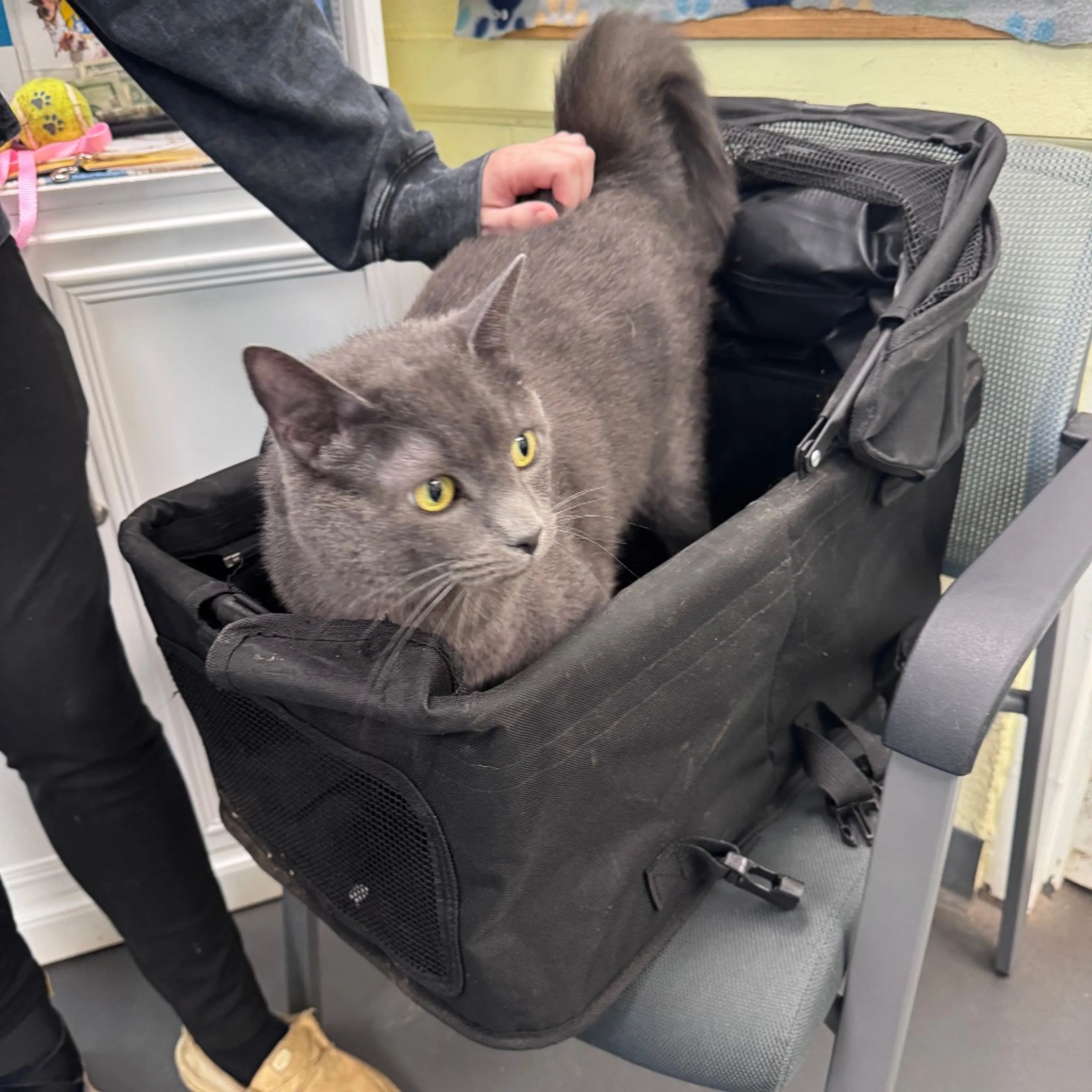 Found pet