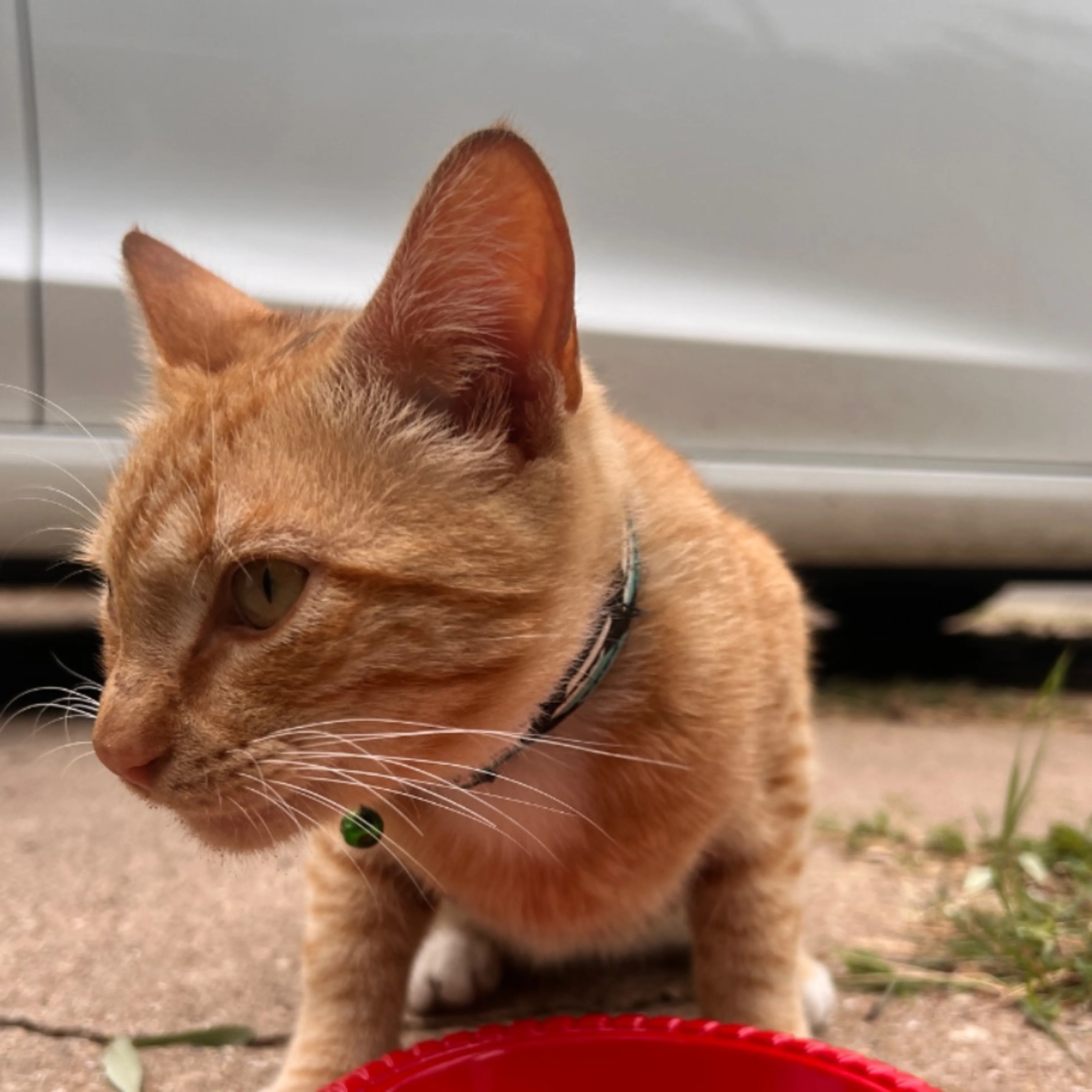 Found pet