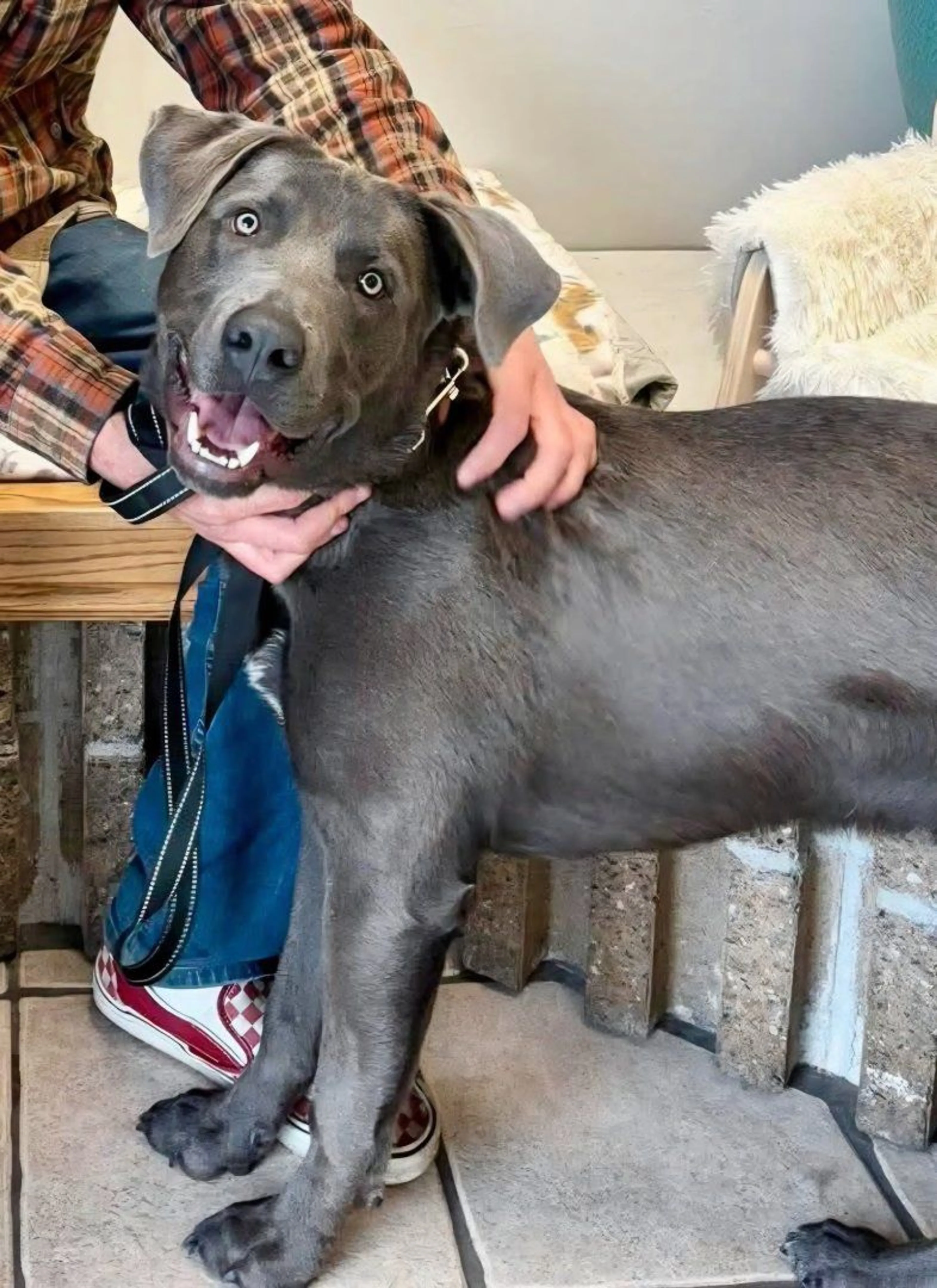 Lost pet