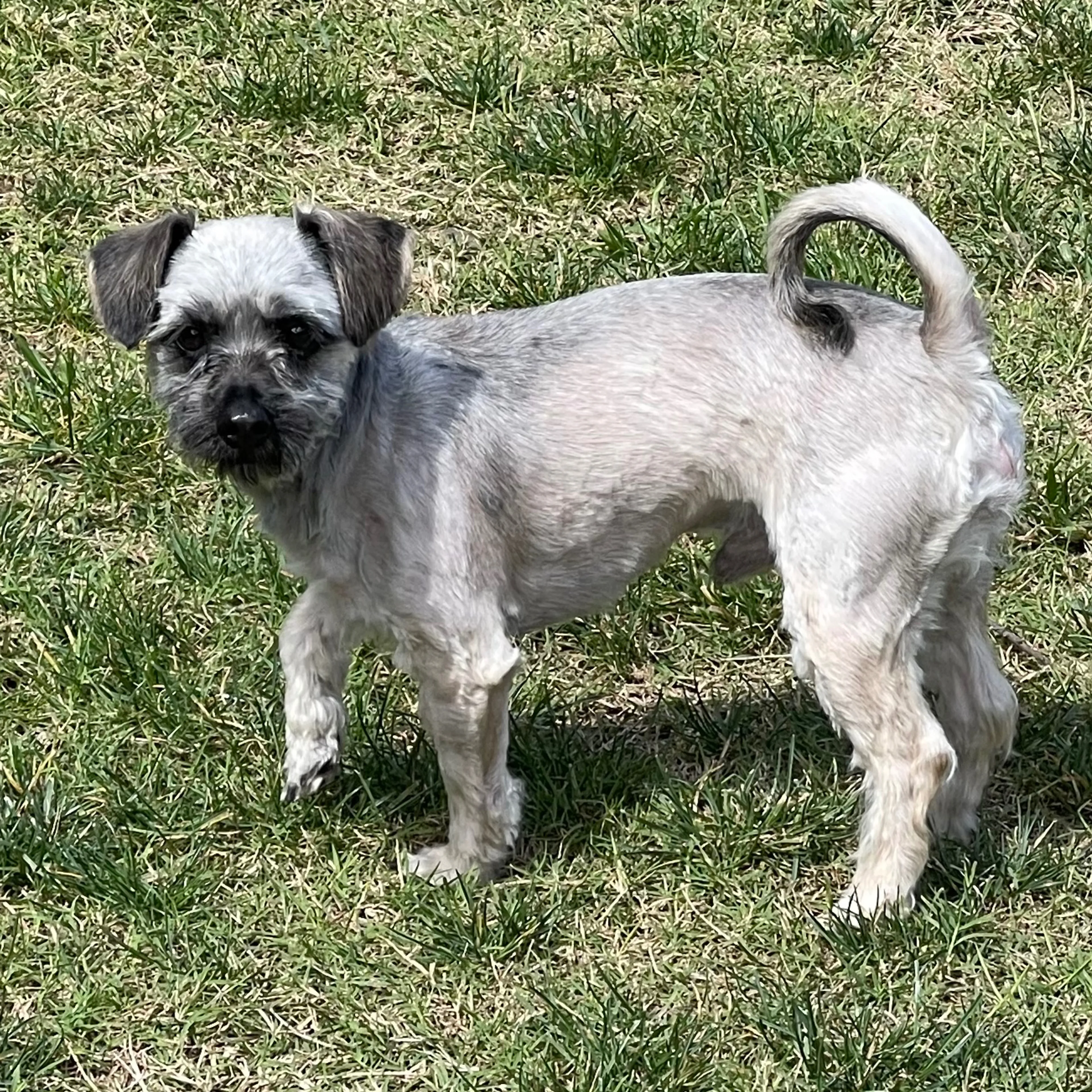 Found pet-1