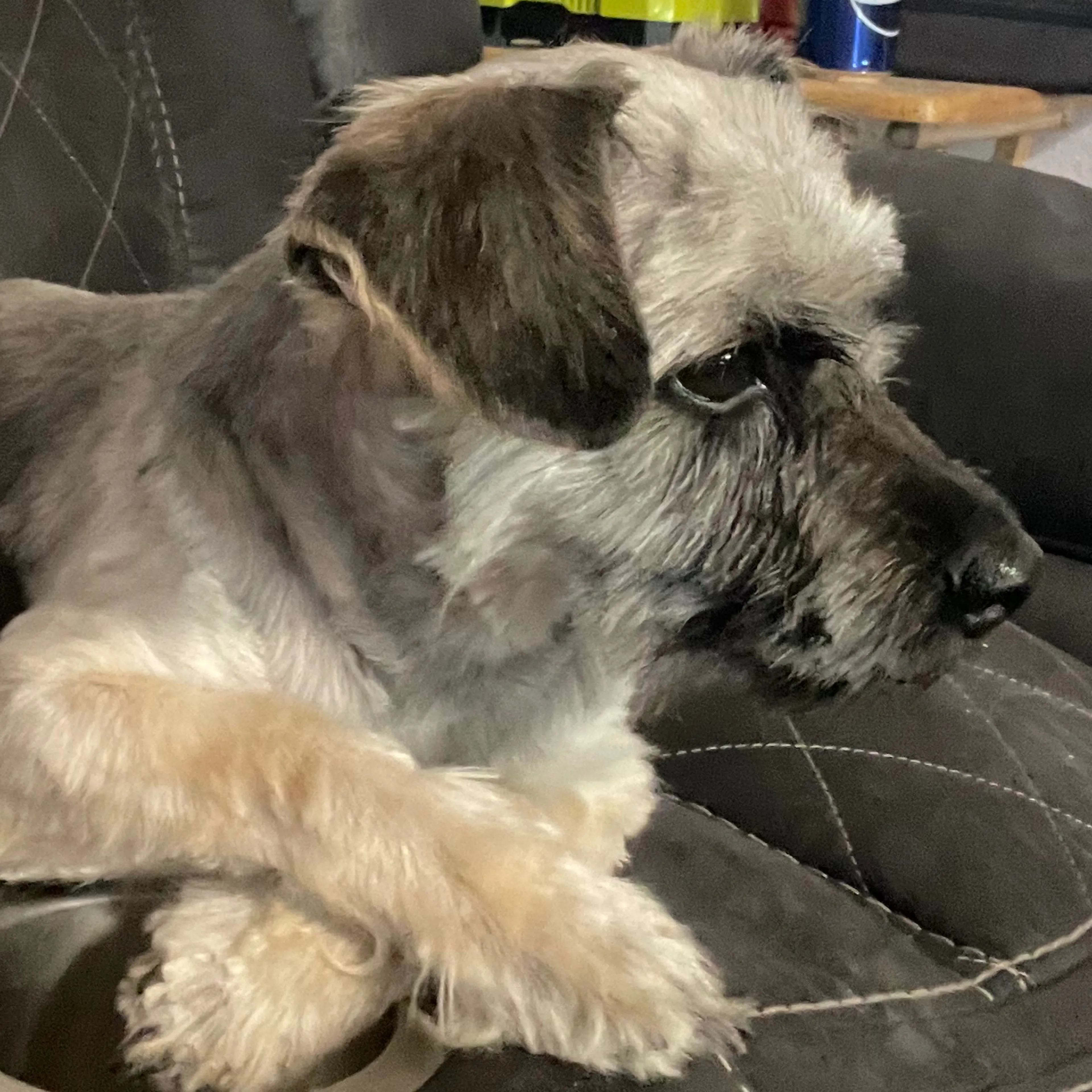 Found pet-2