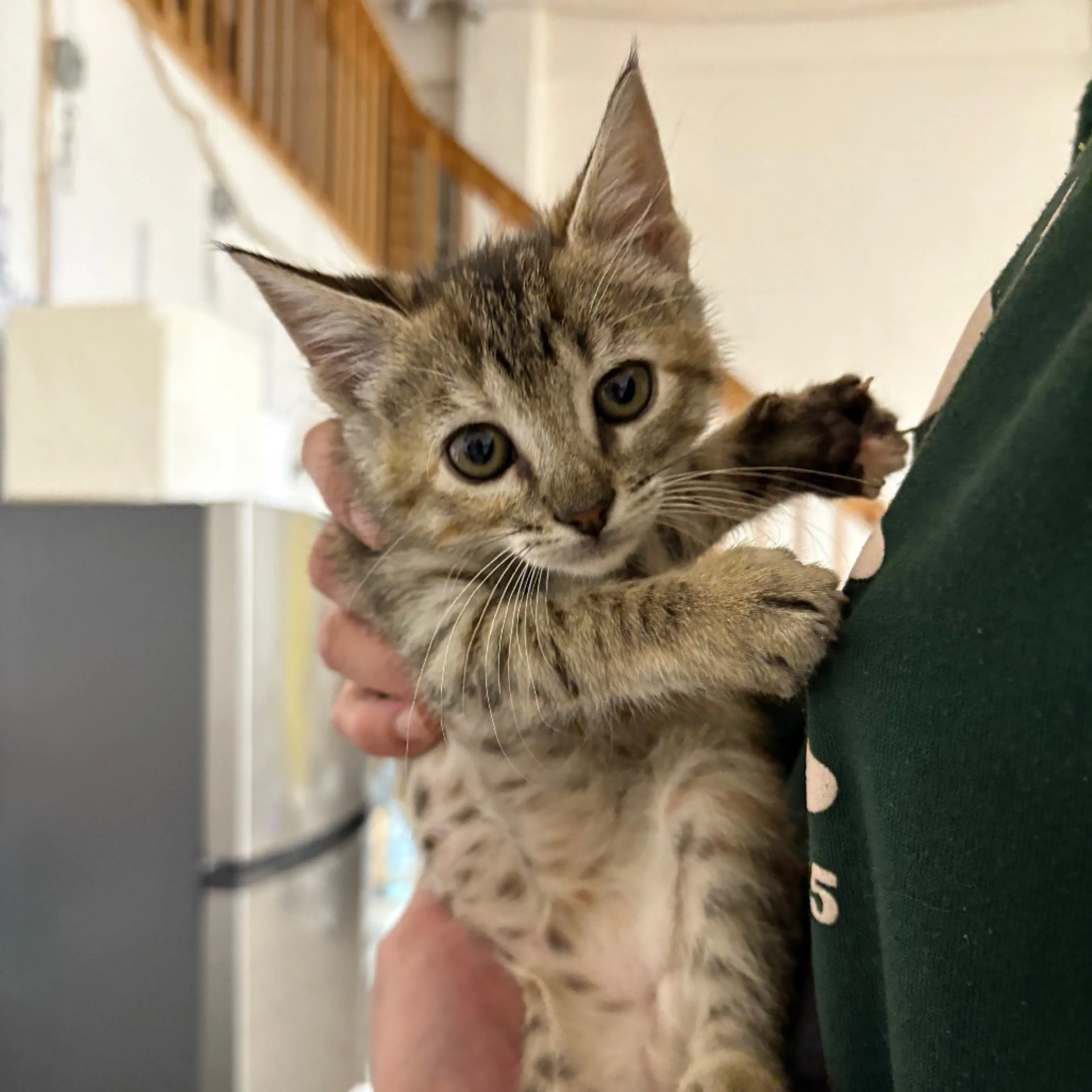 Found pet