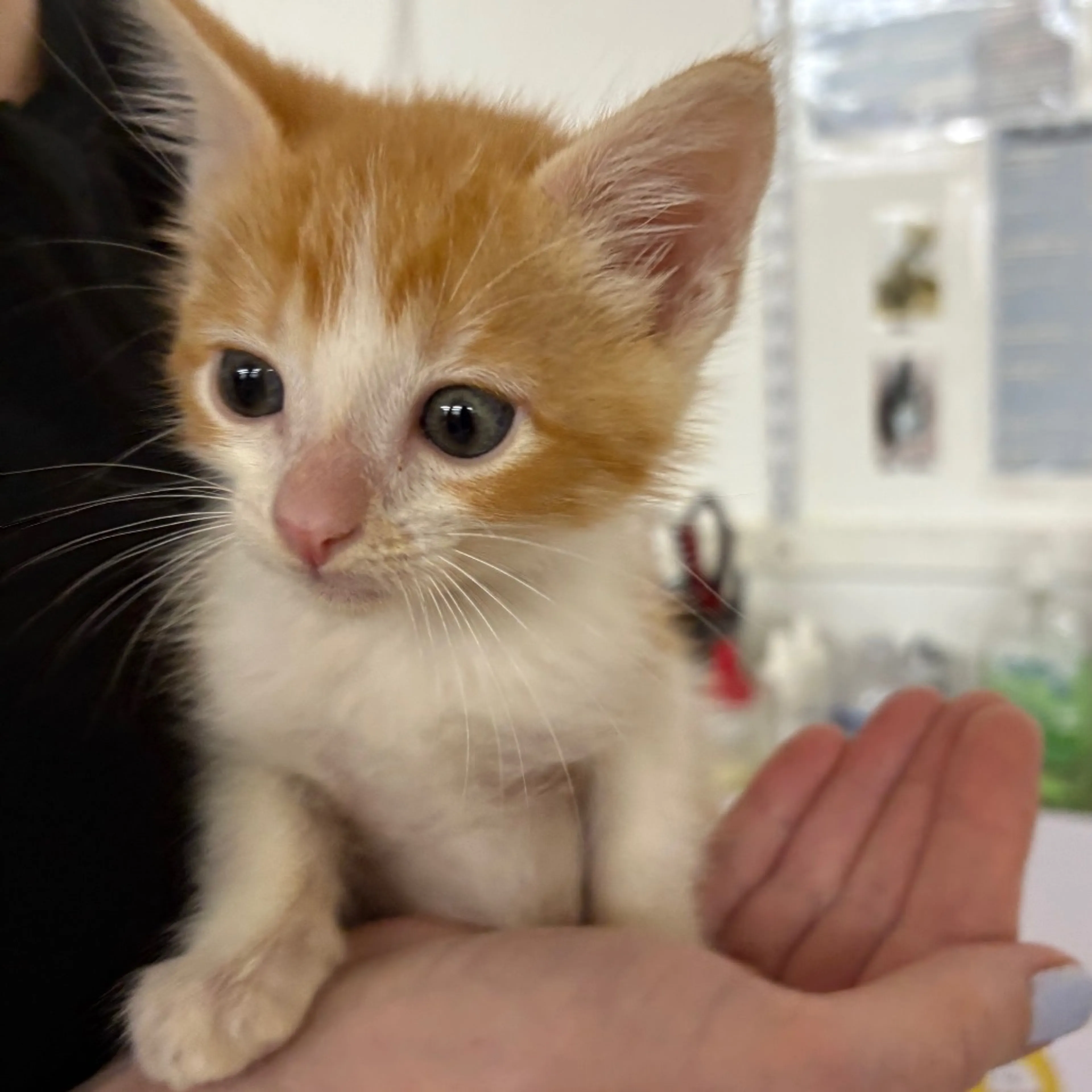 Found pet