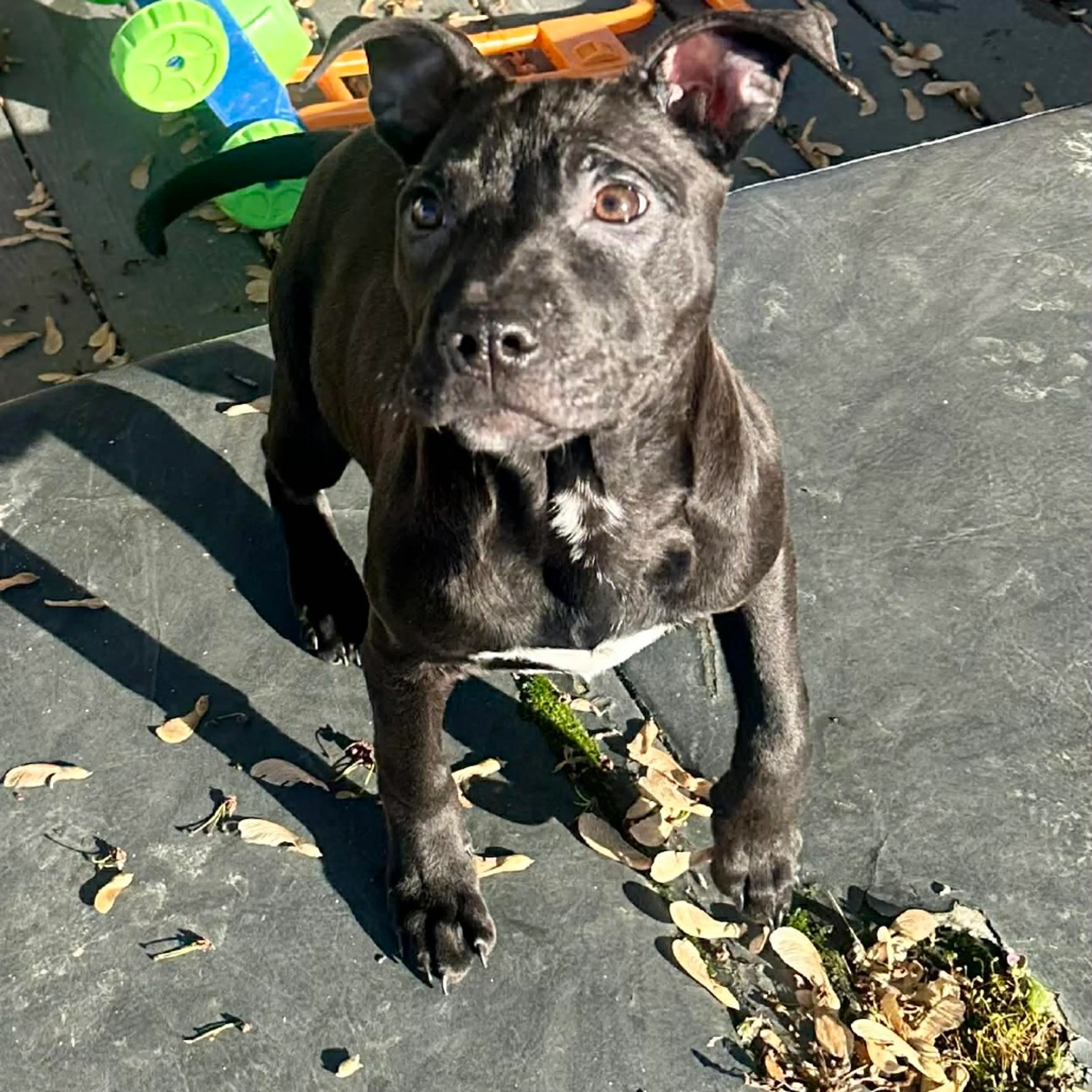 Found pet-1
