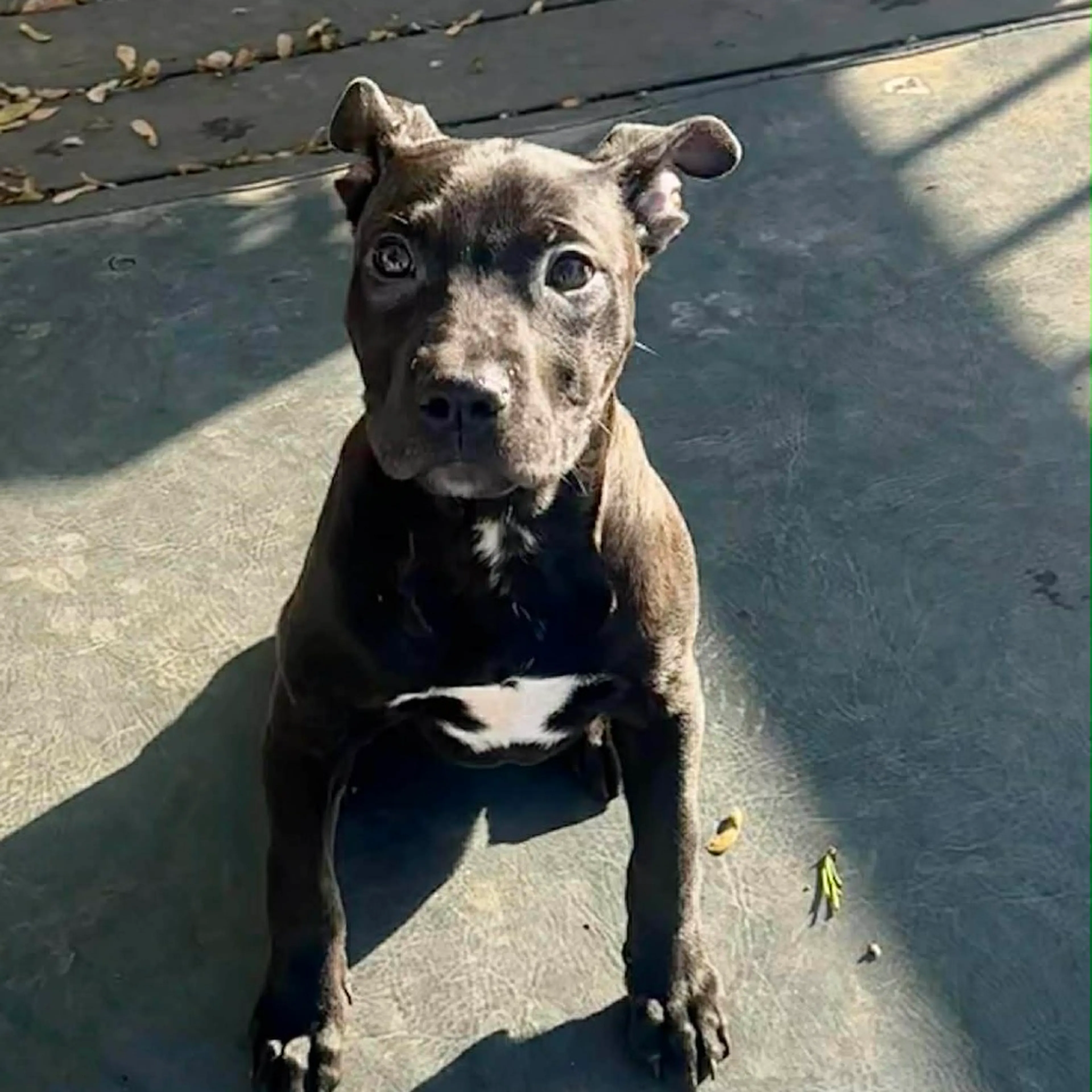 Found pet-0