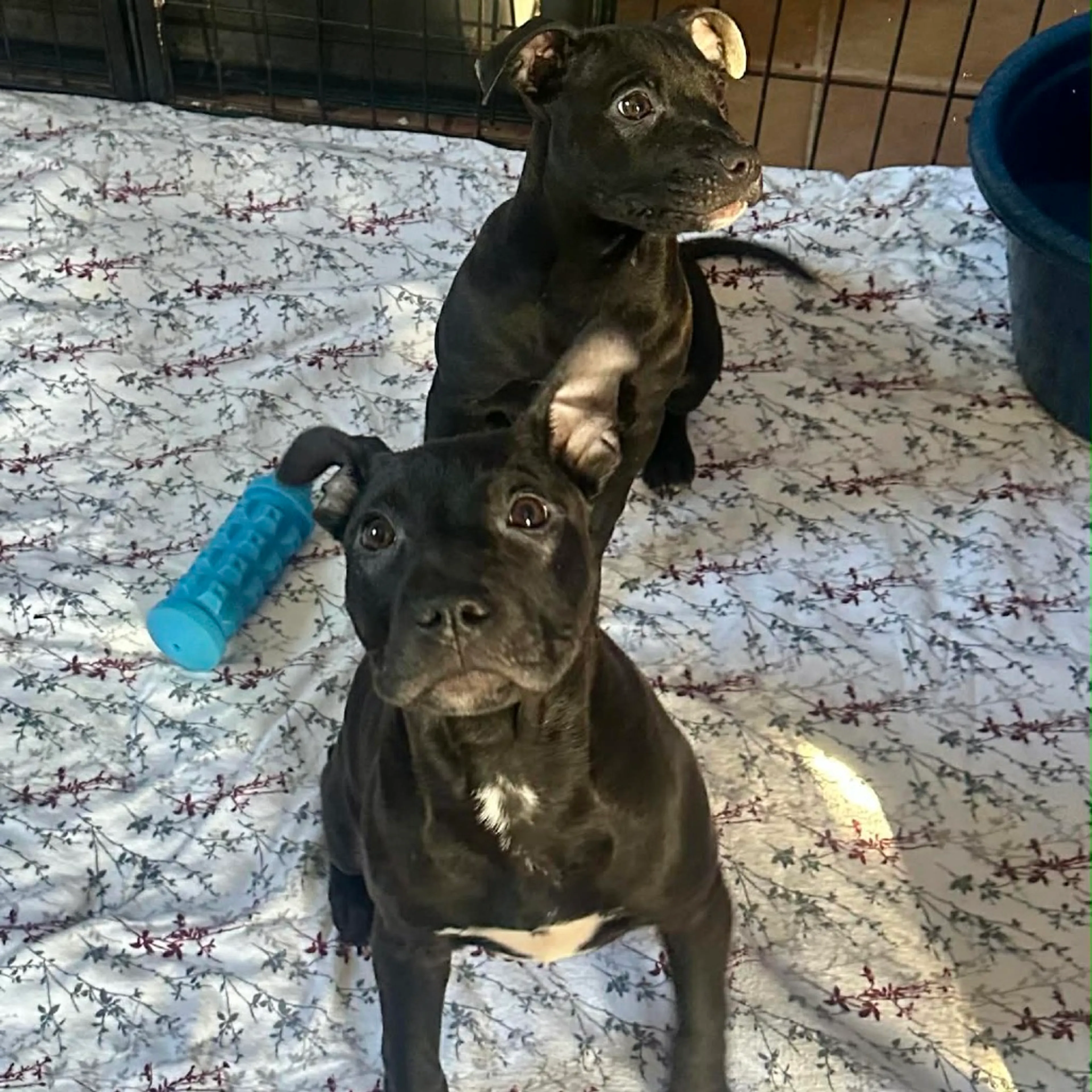 Found pet-2