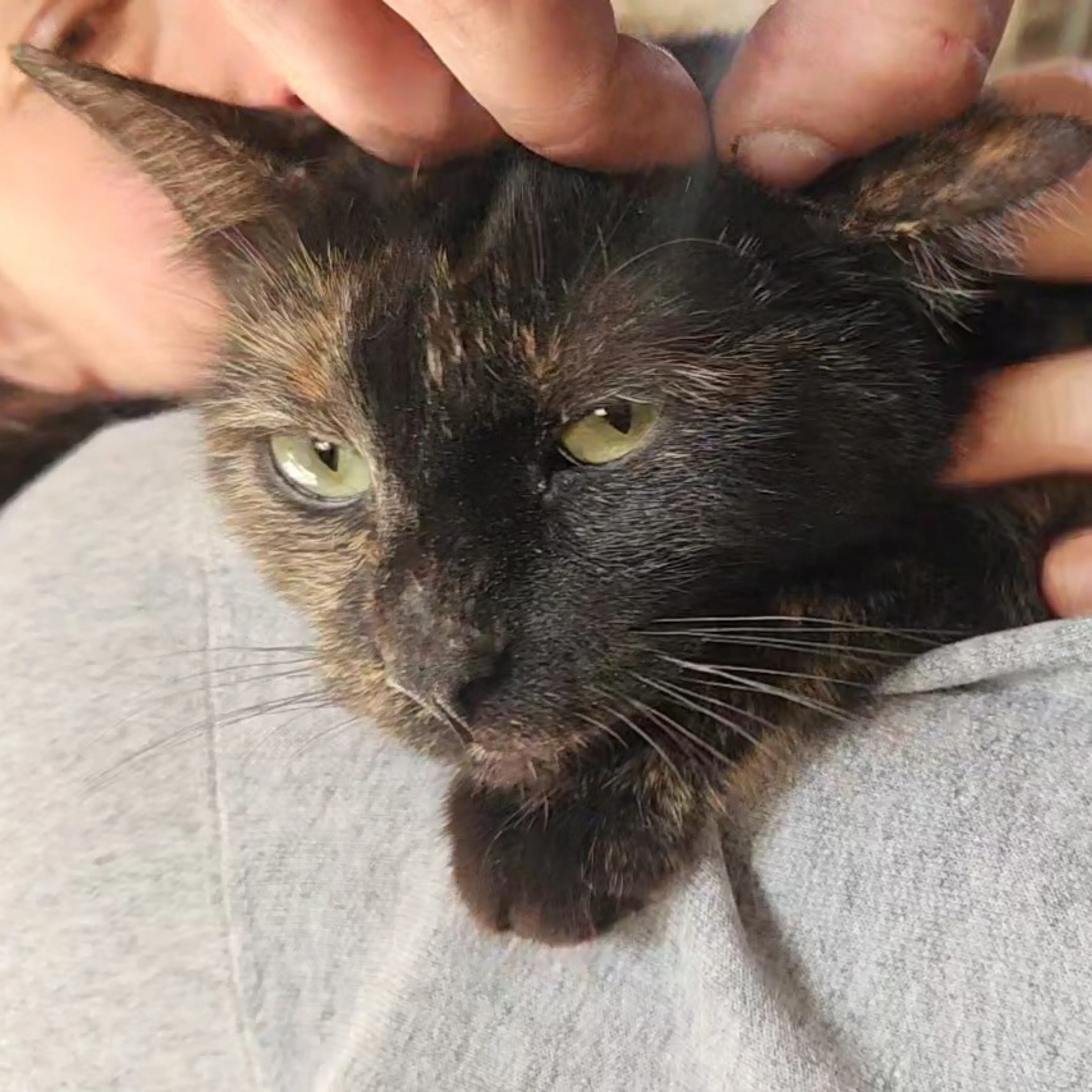 Found pet