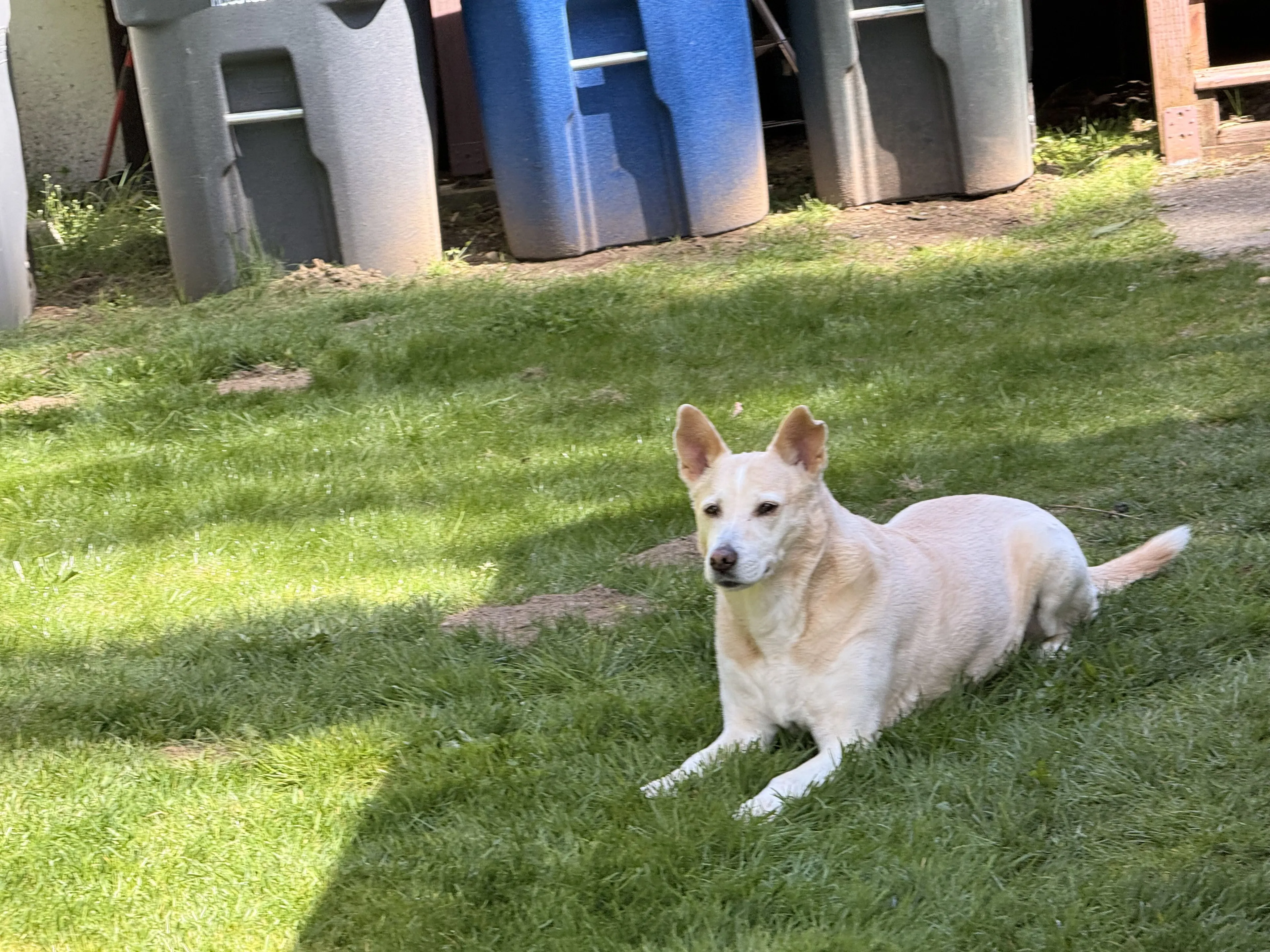 Lost pet-1