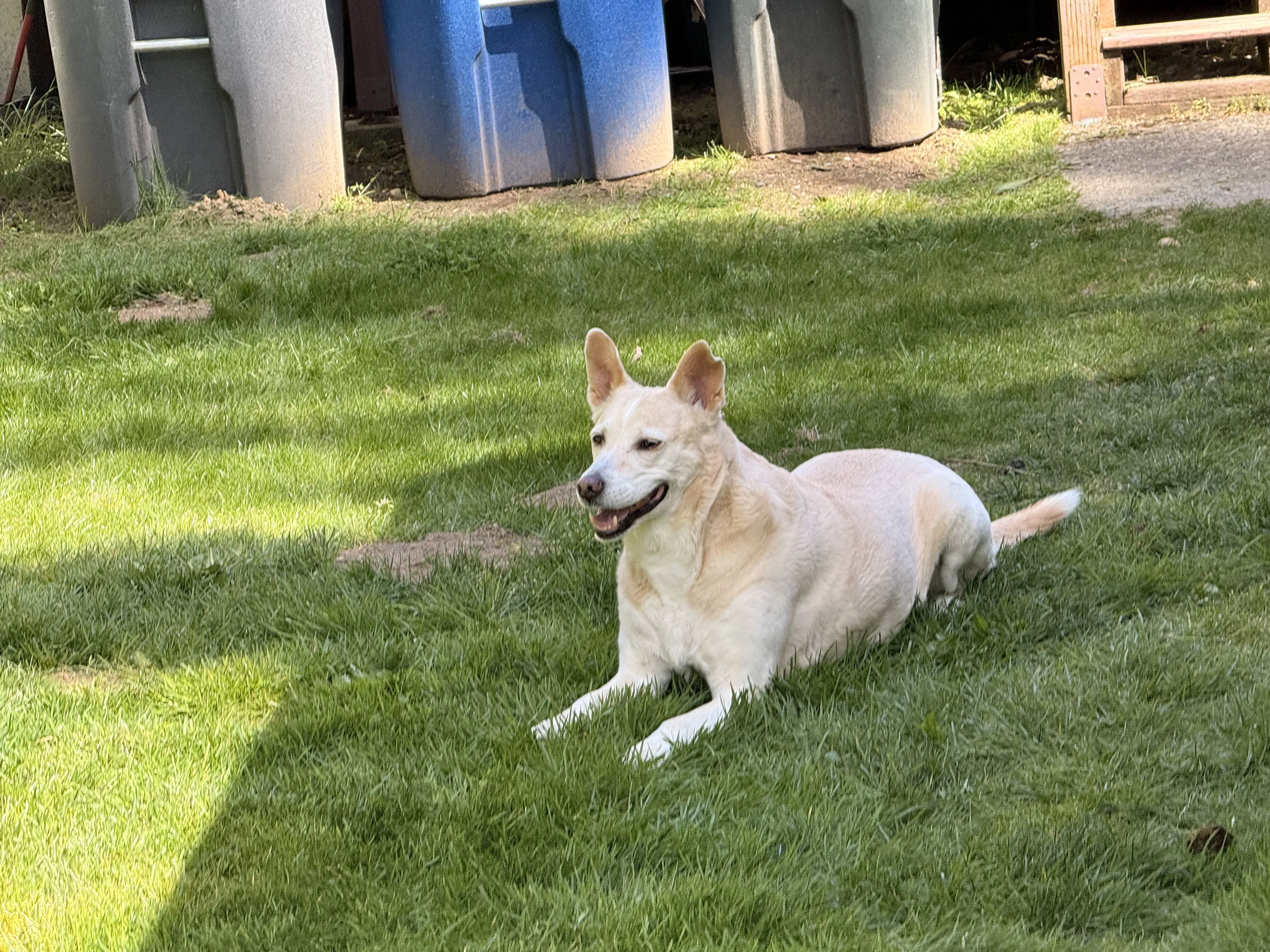 Lost pet-0