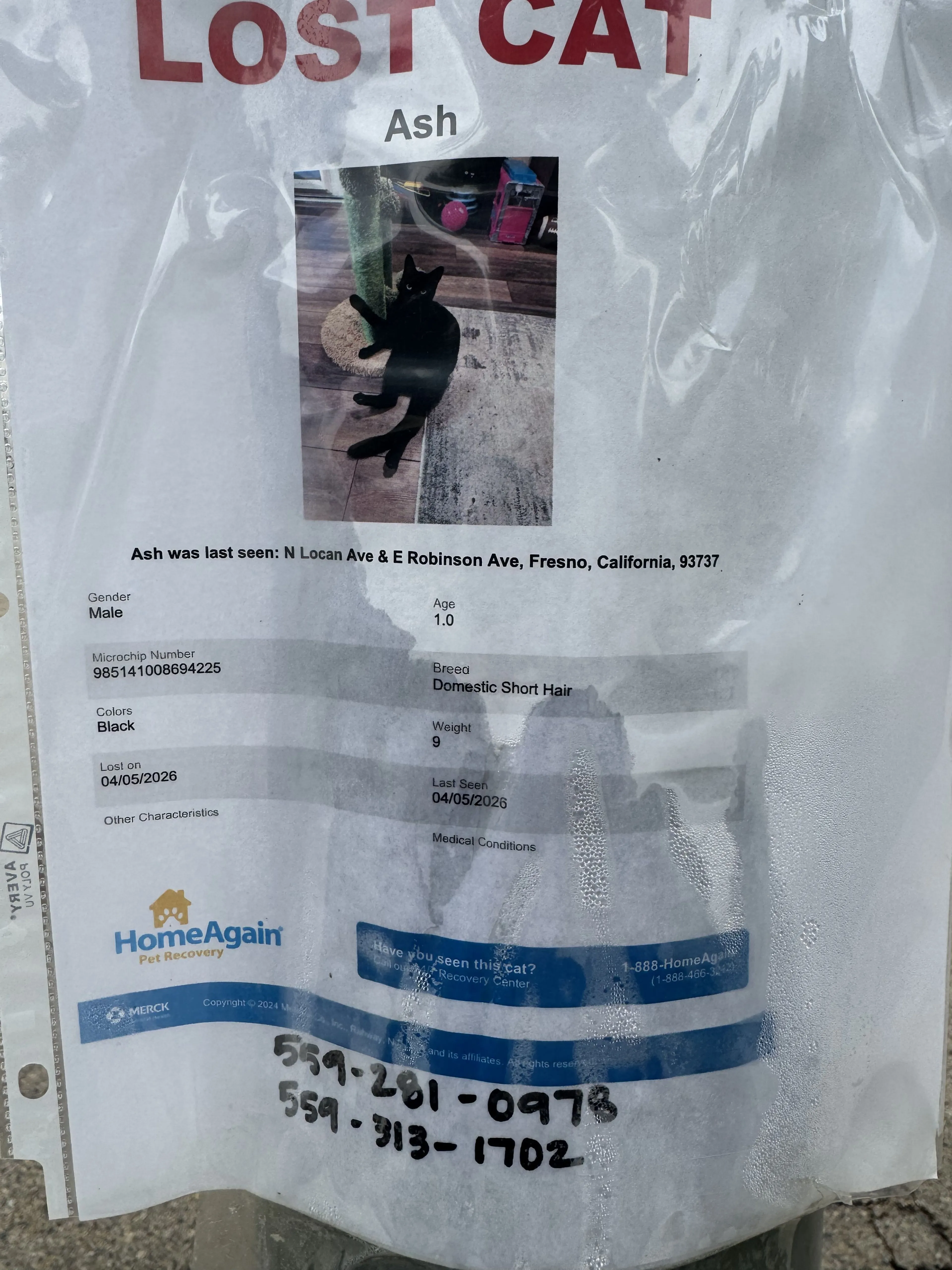 Lost pet