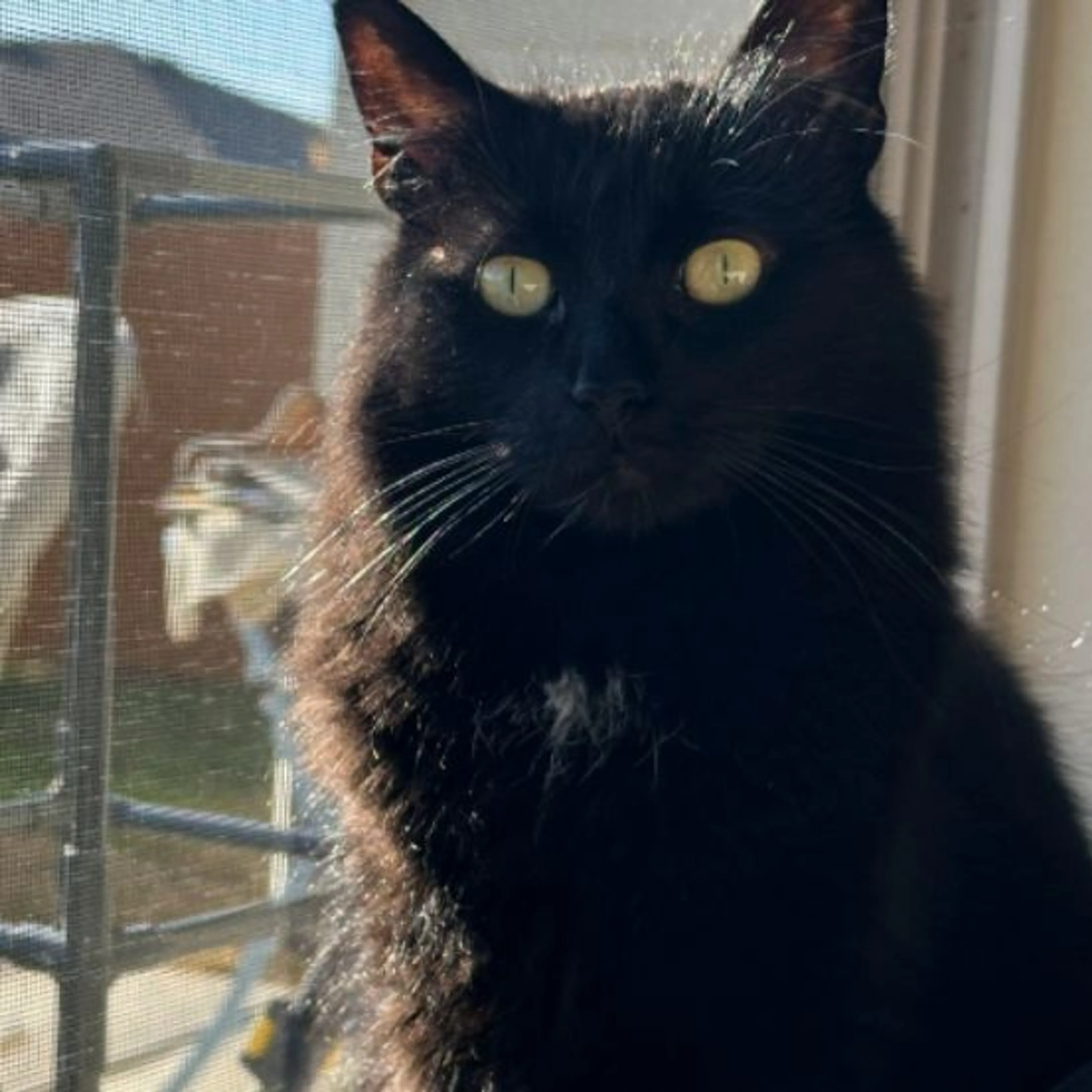 Lost pet-0