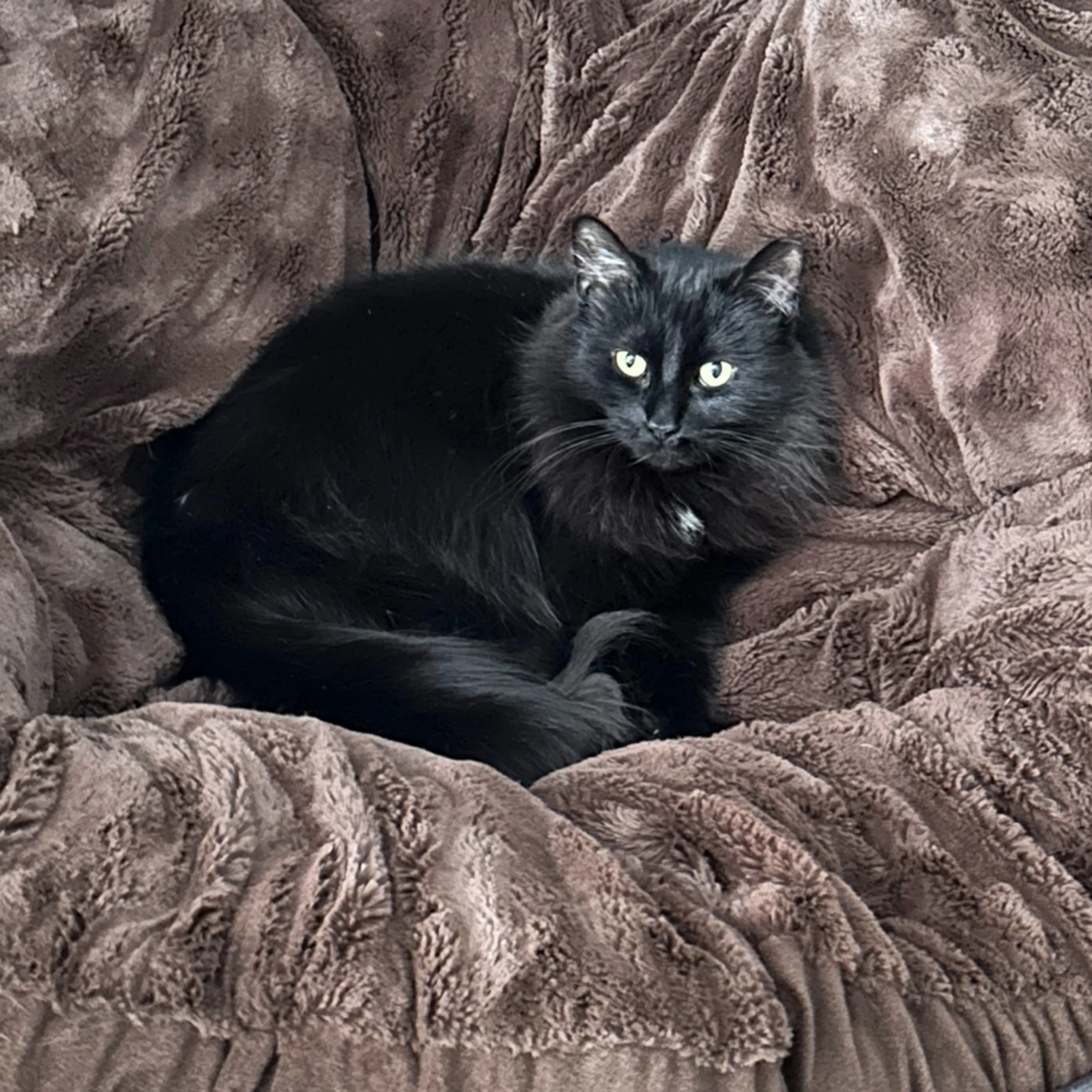Lost pet-1