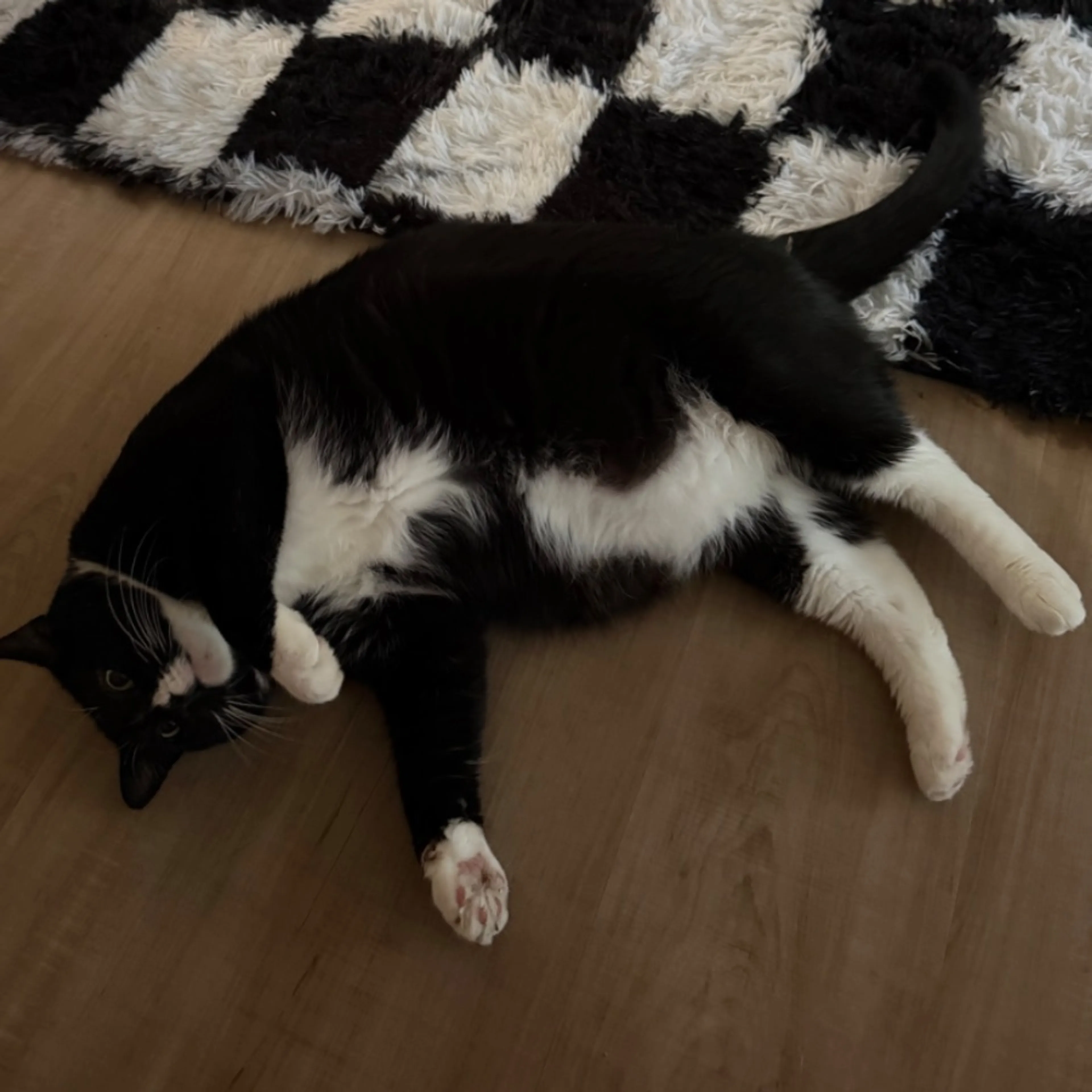 Lost pet-0