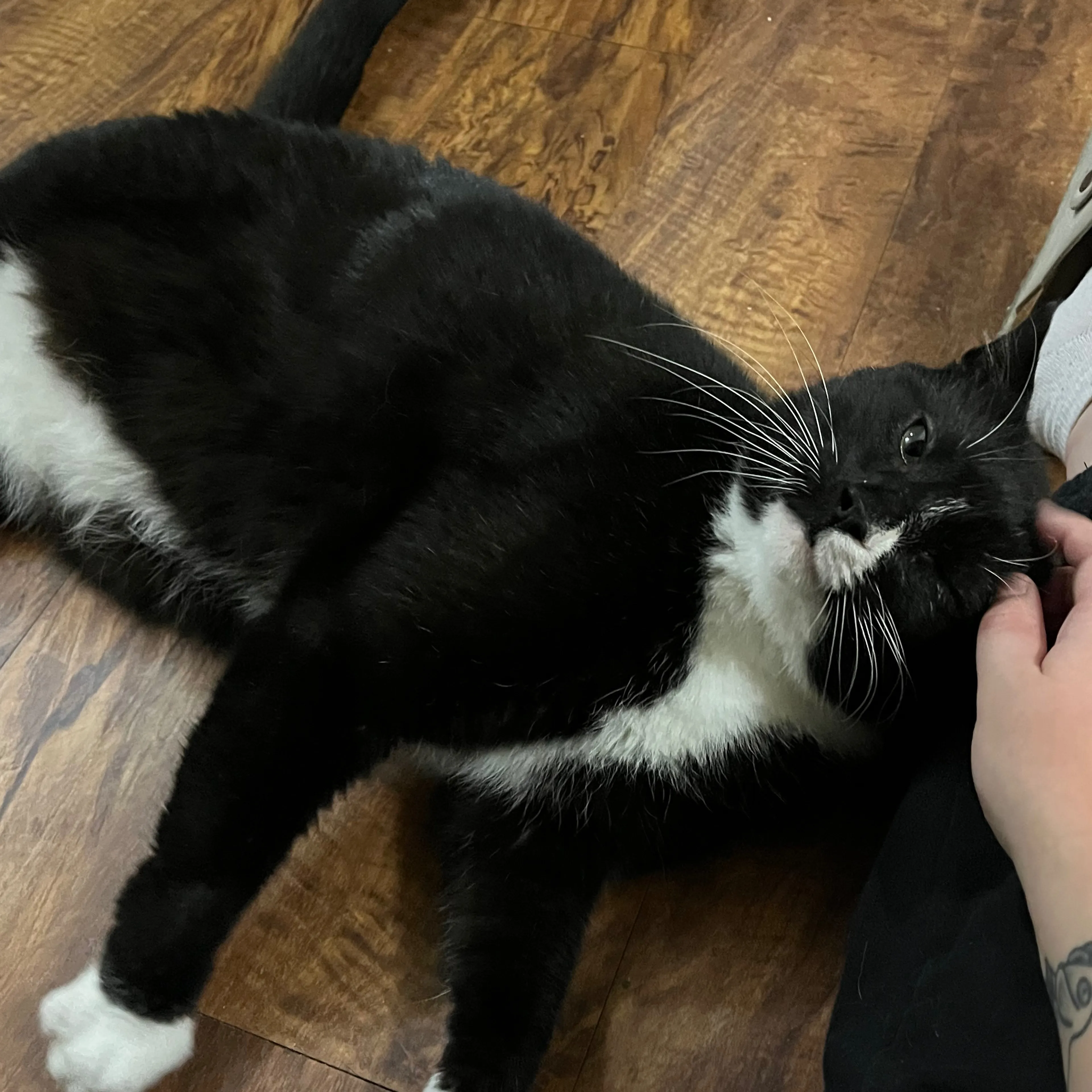 Lost pet-1