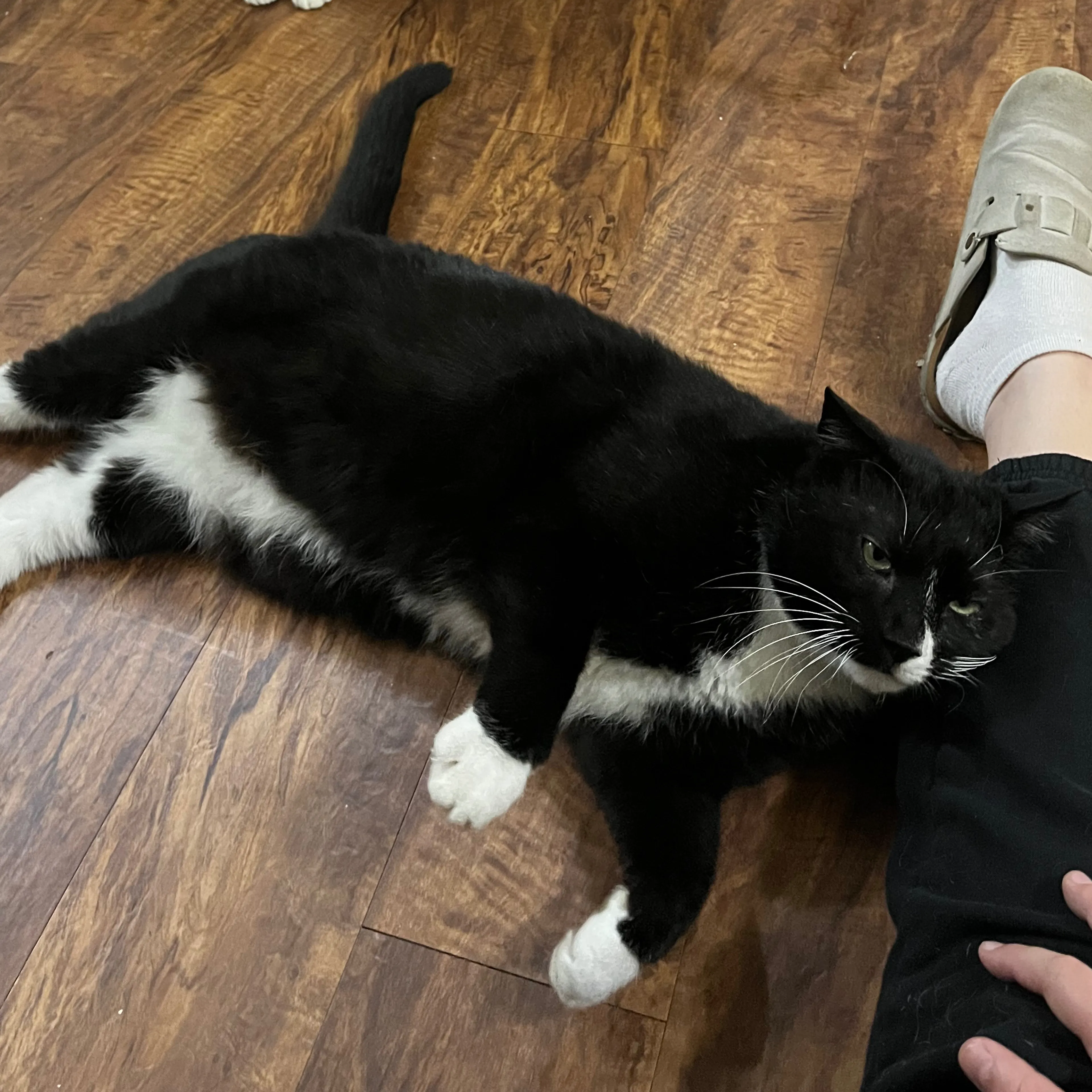 Lost pet-2