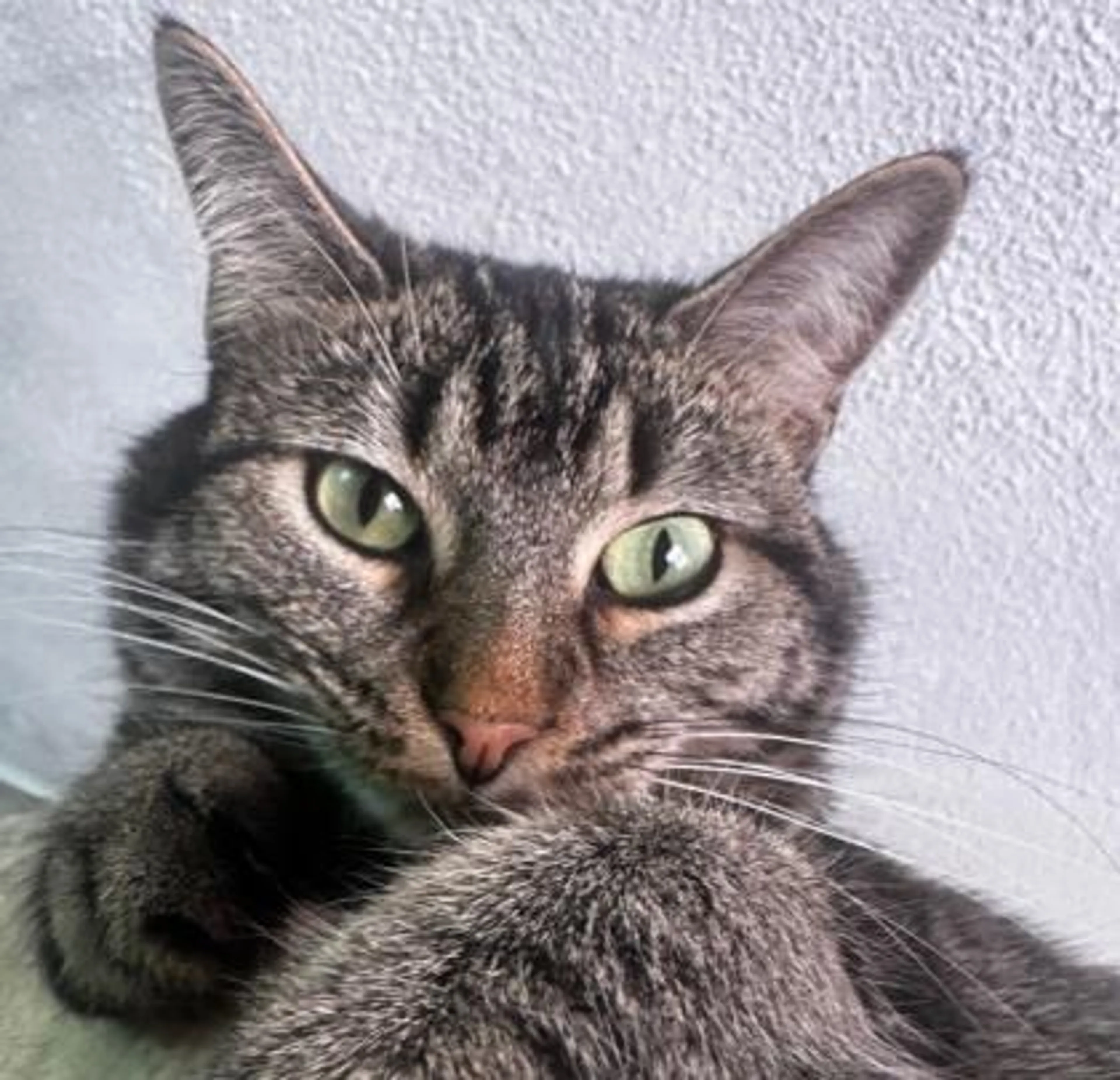 Found pet-1