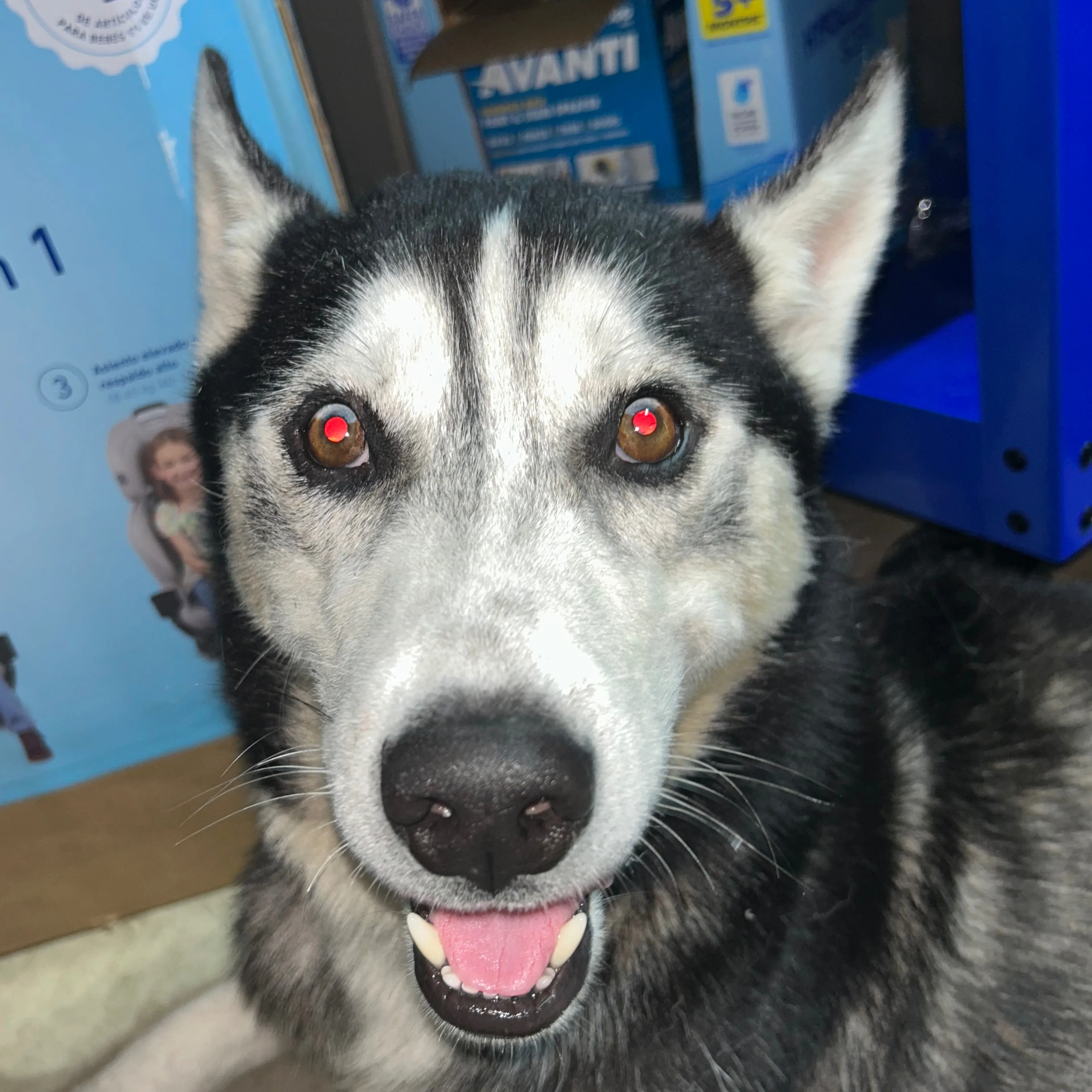 Found pet-2