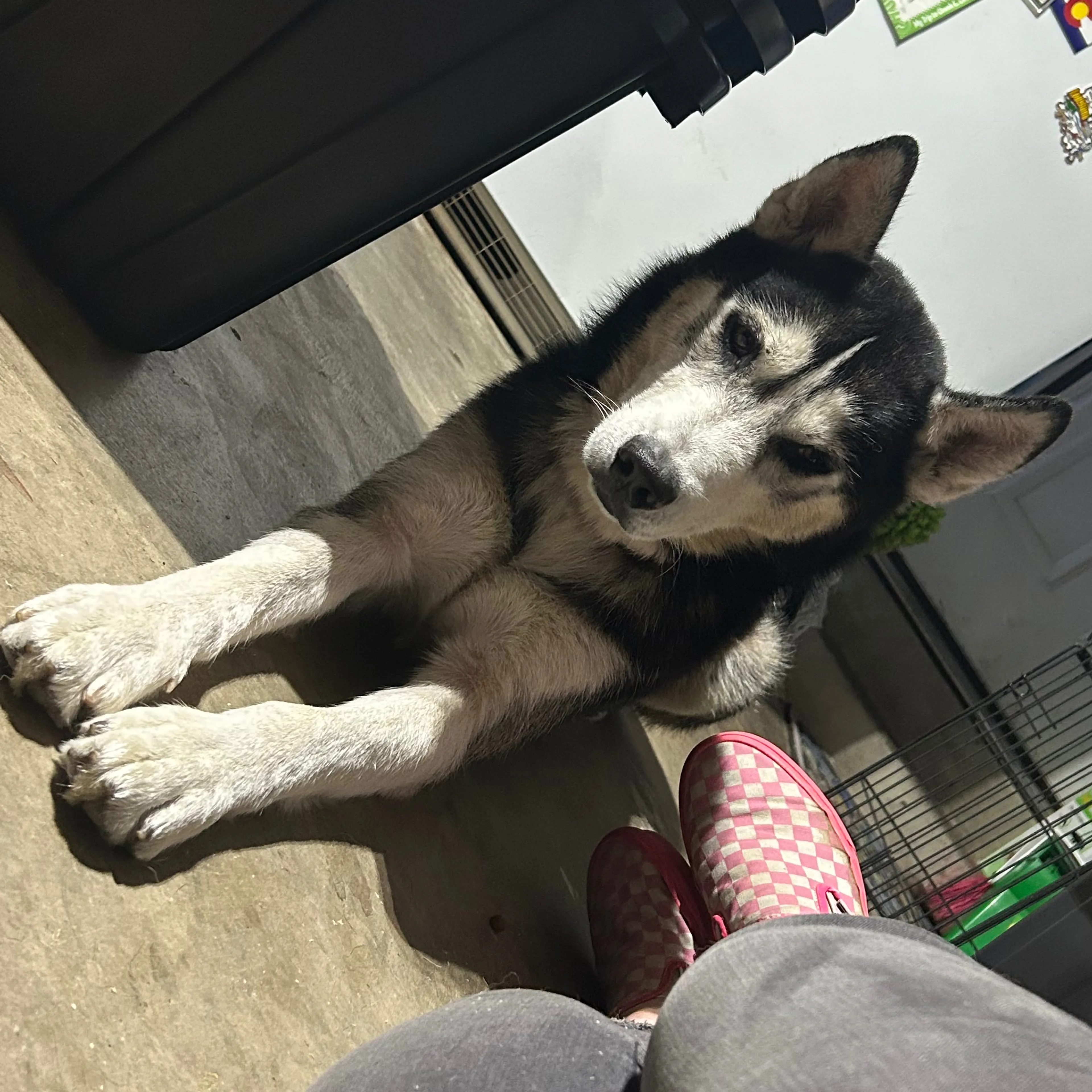 Found pet-3