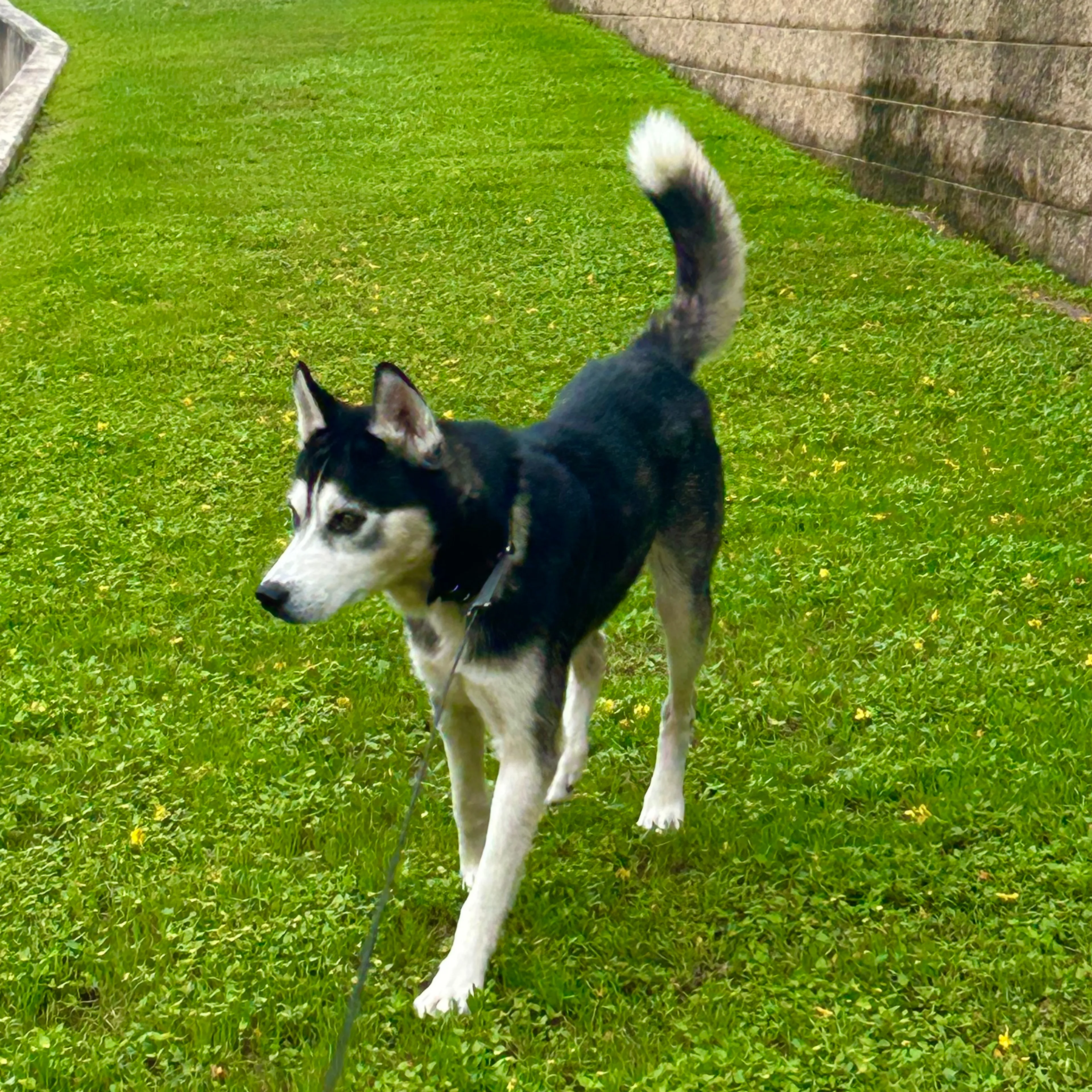 Found pet-1