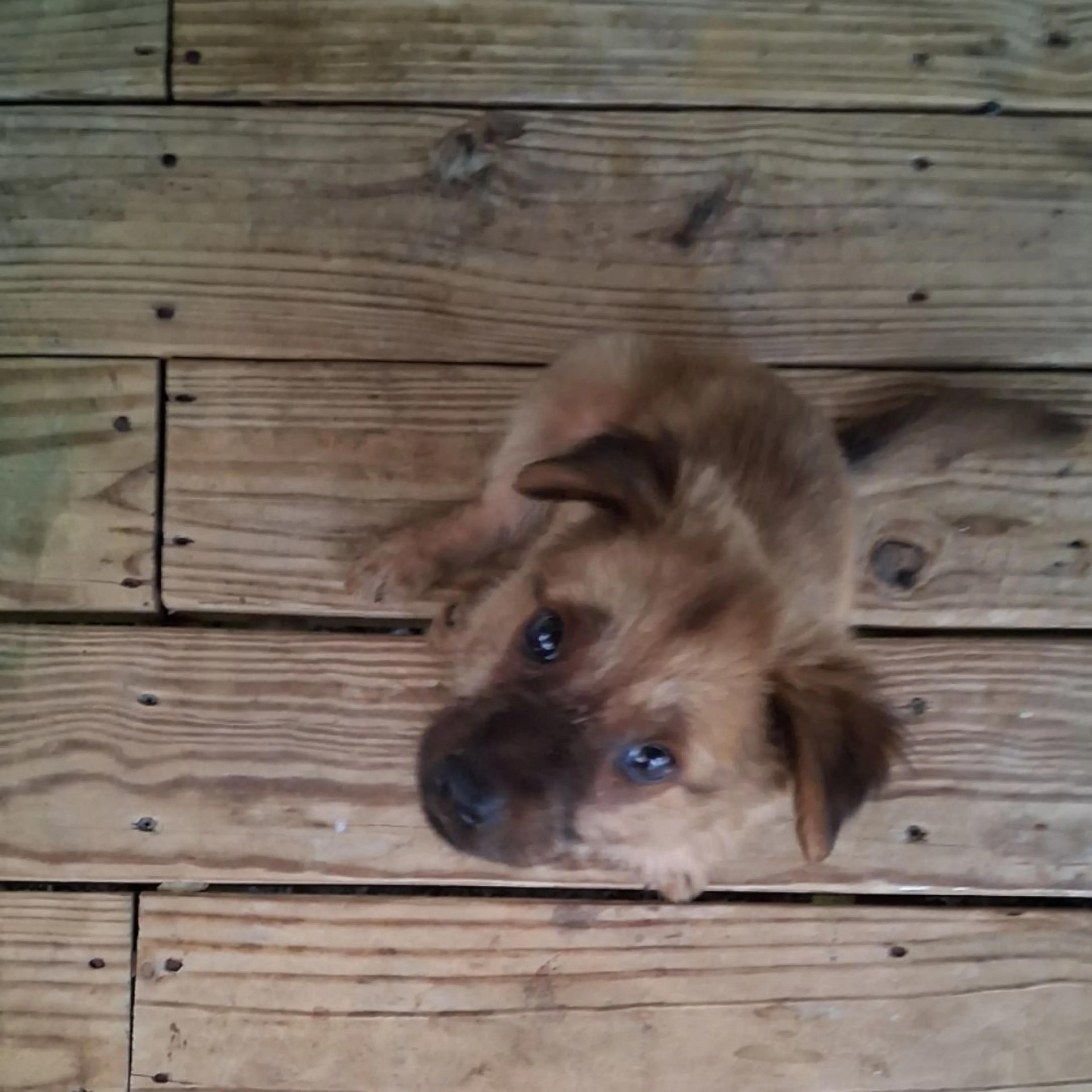 Found pet