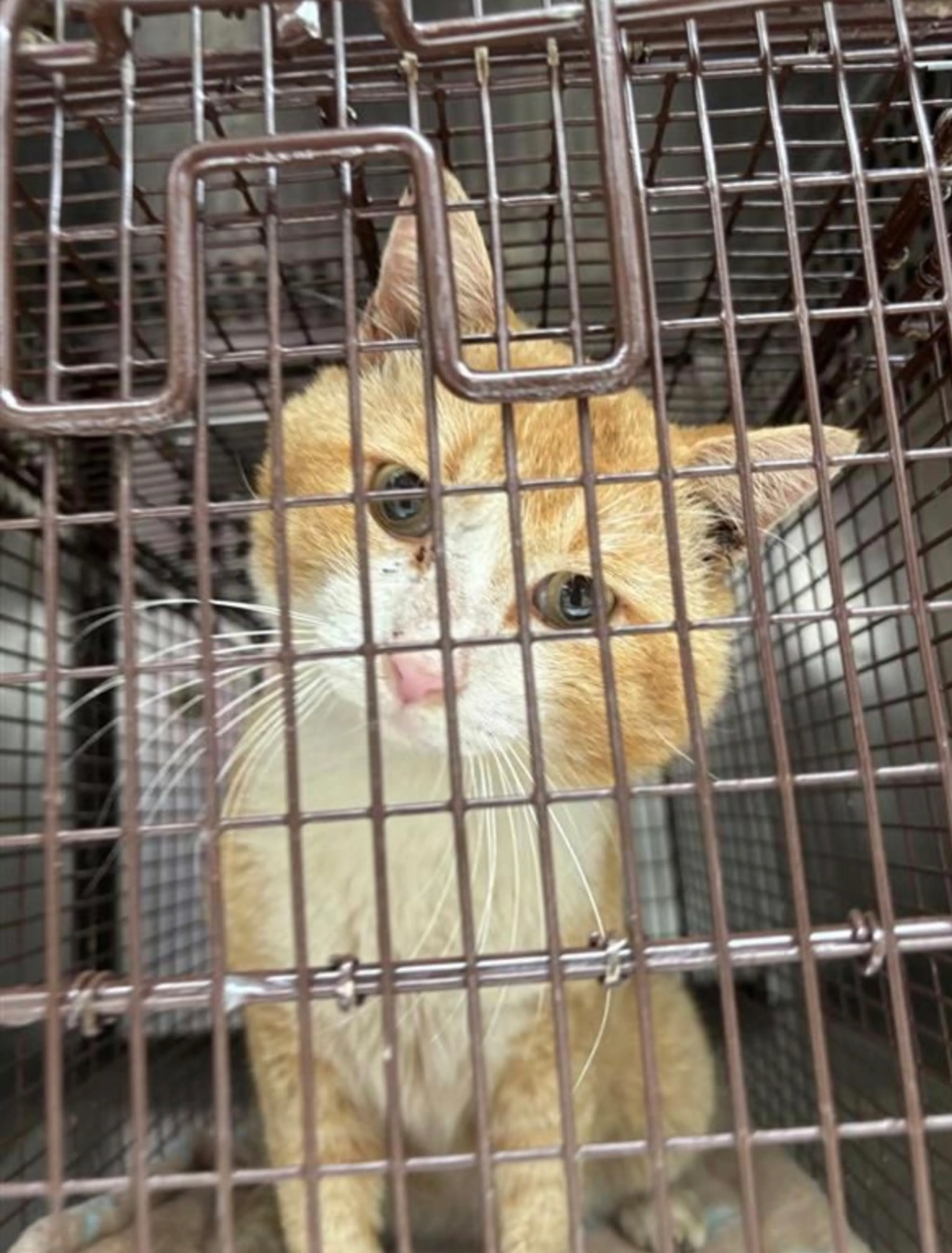 Found pet-2