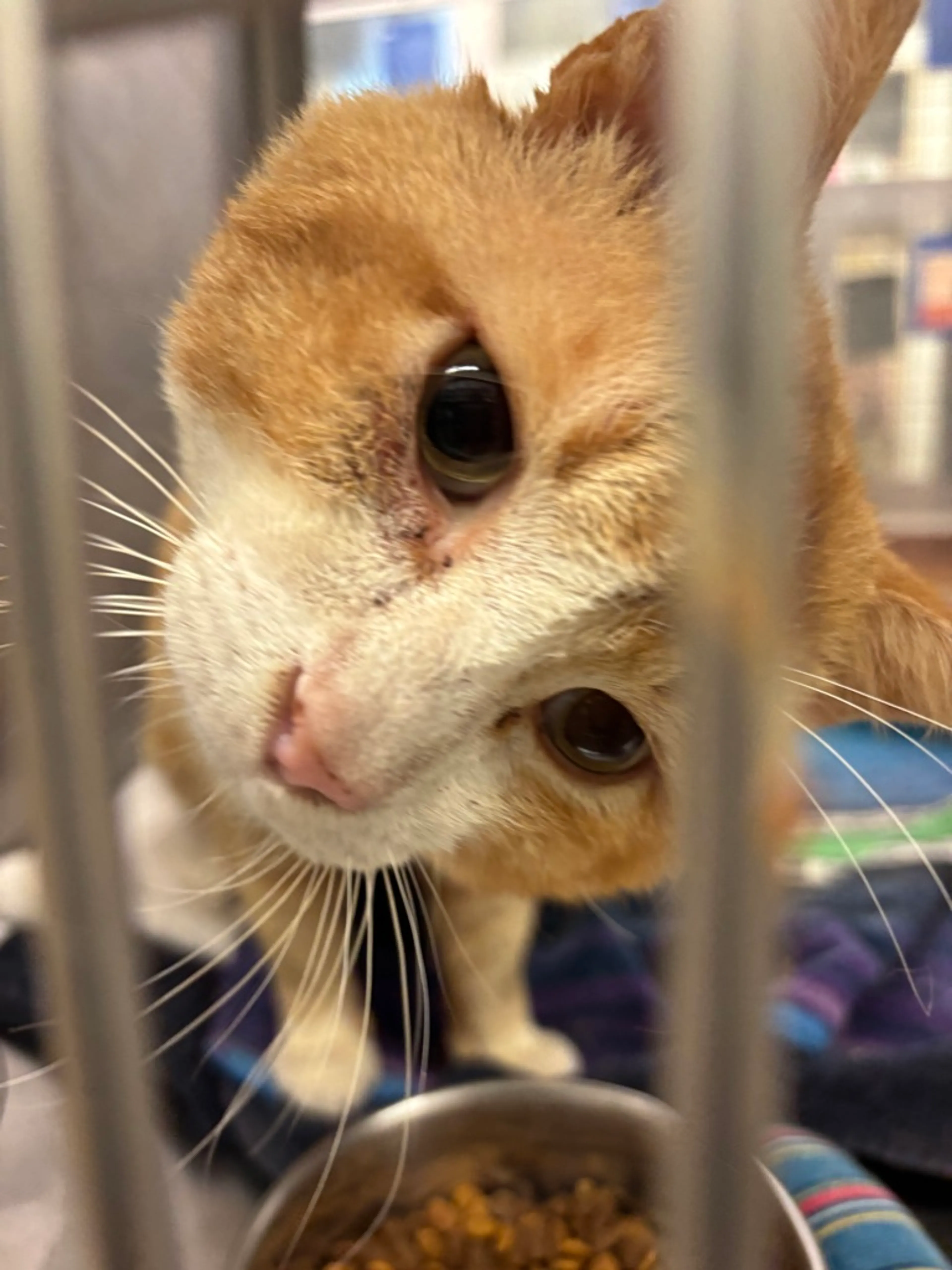 Found pet-1