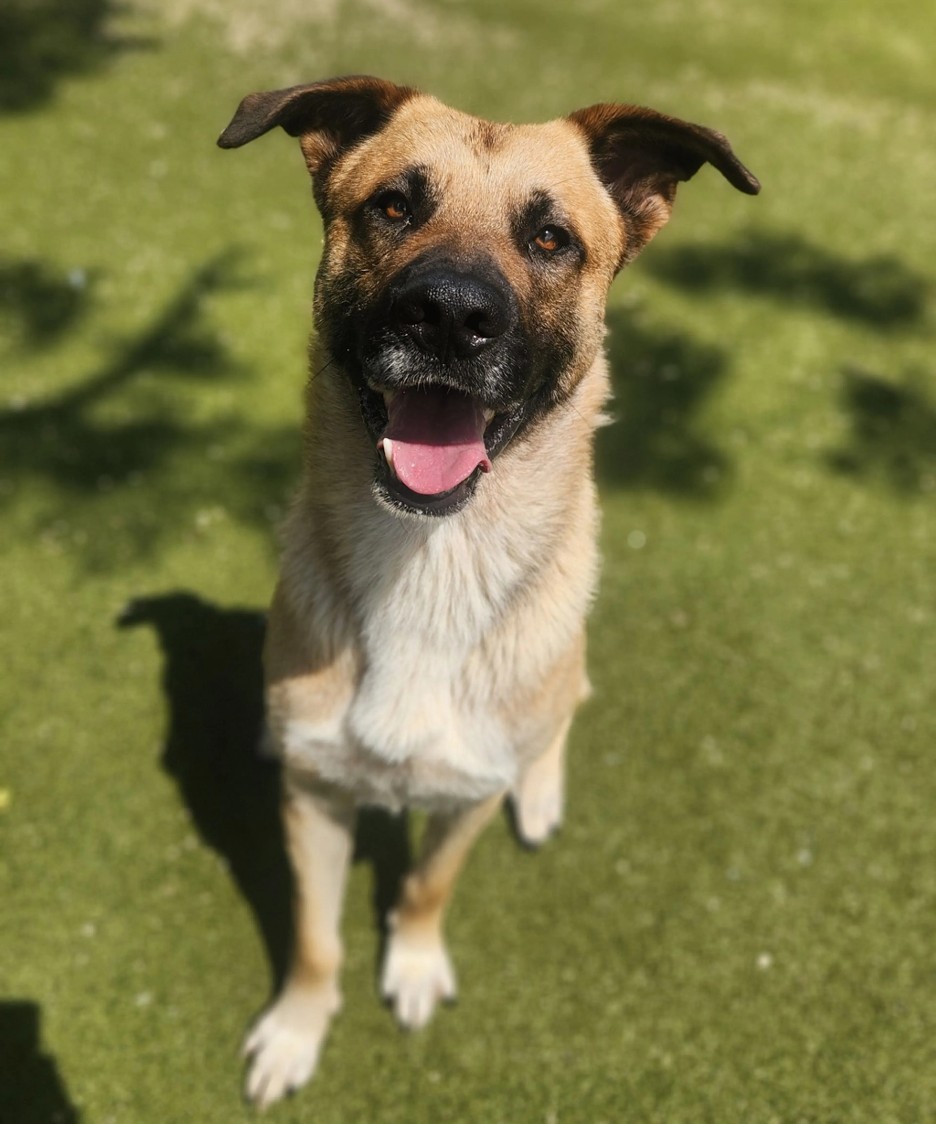 Found pet-4