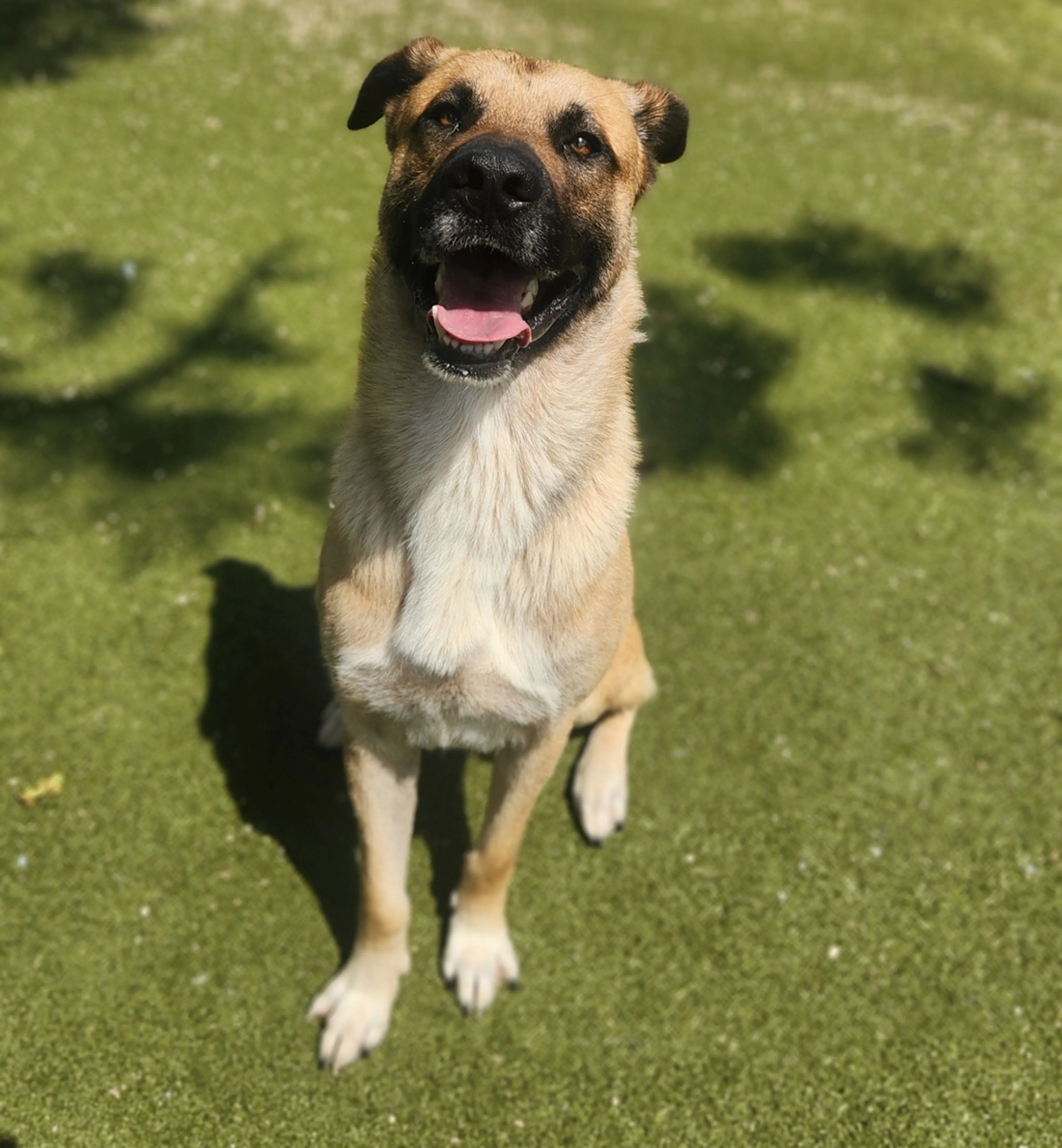 Found pet-3