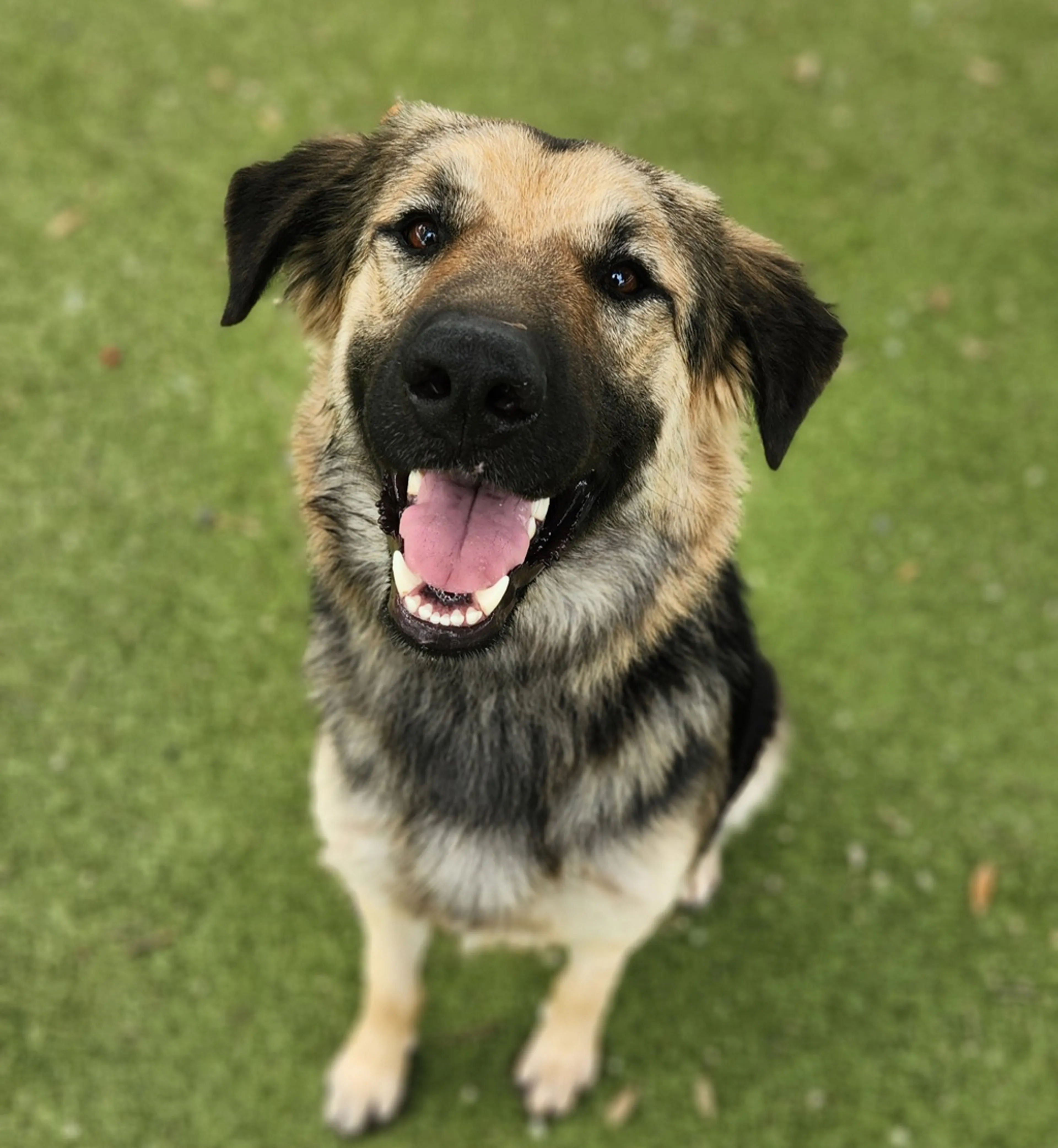 Found pet