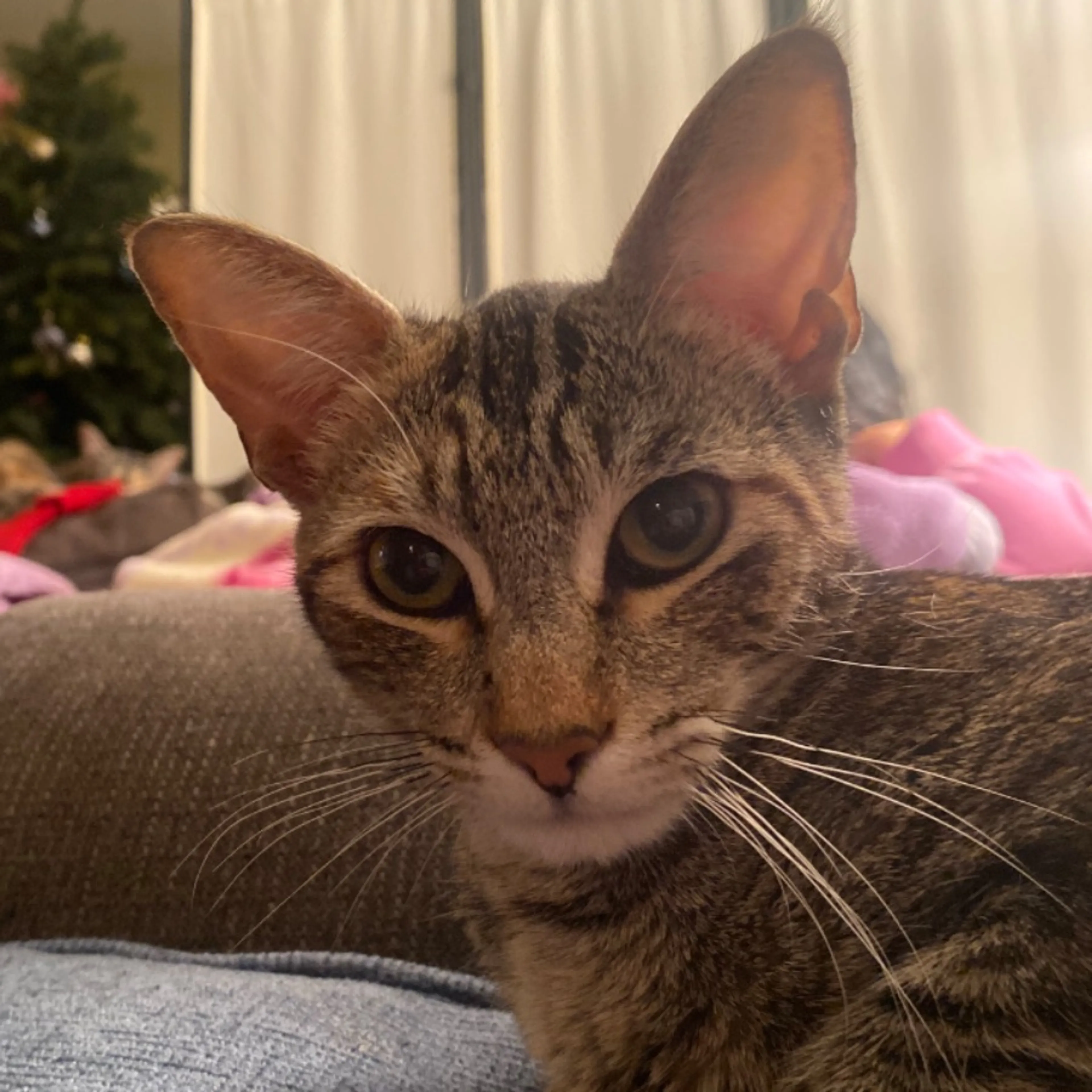 Lost pet