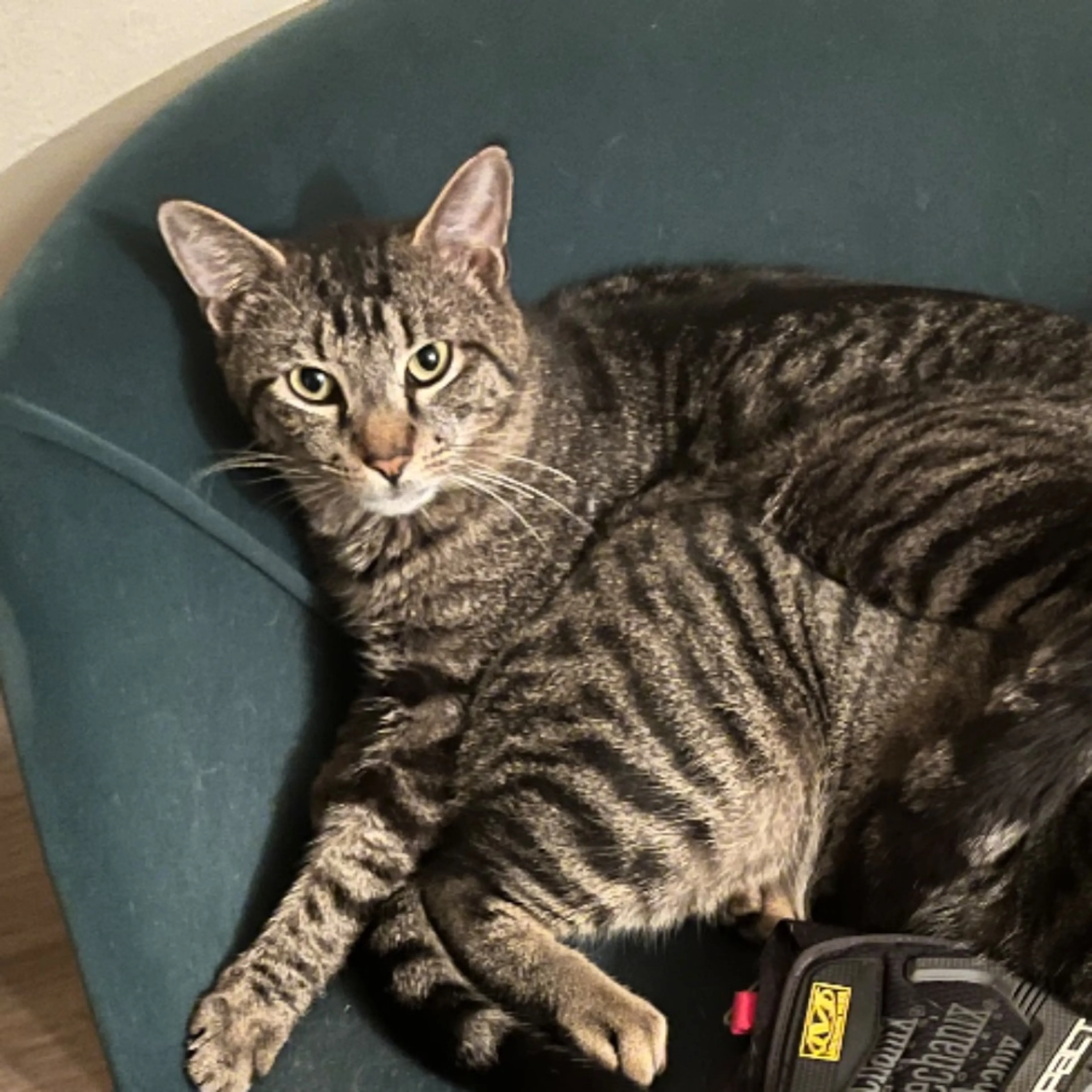 Lost pet
