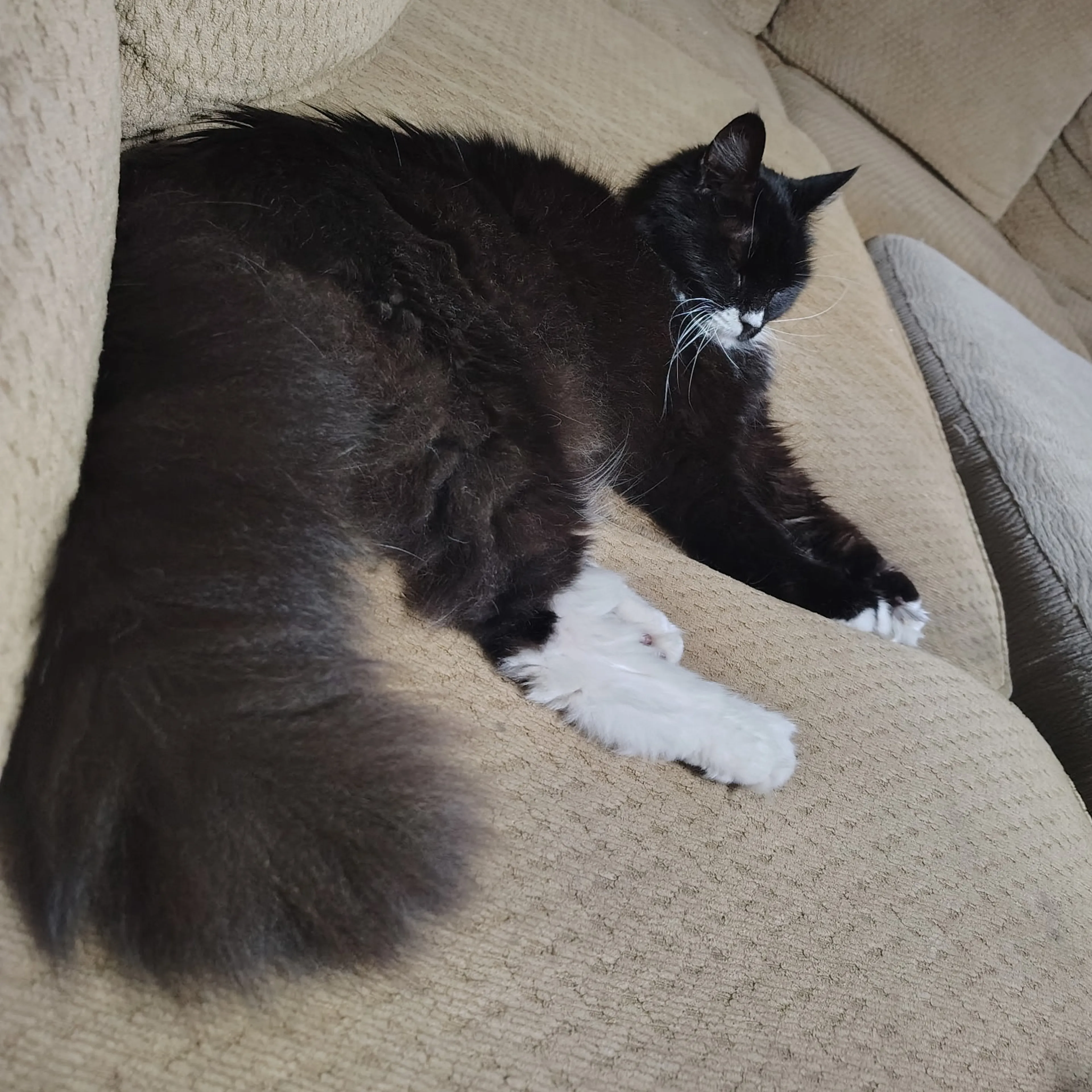 Found pet-3