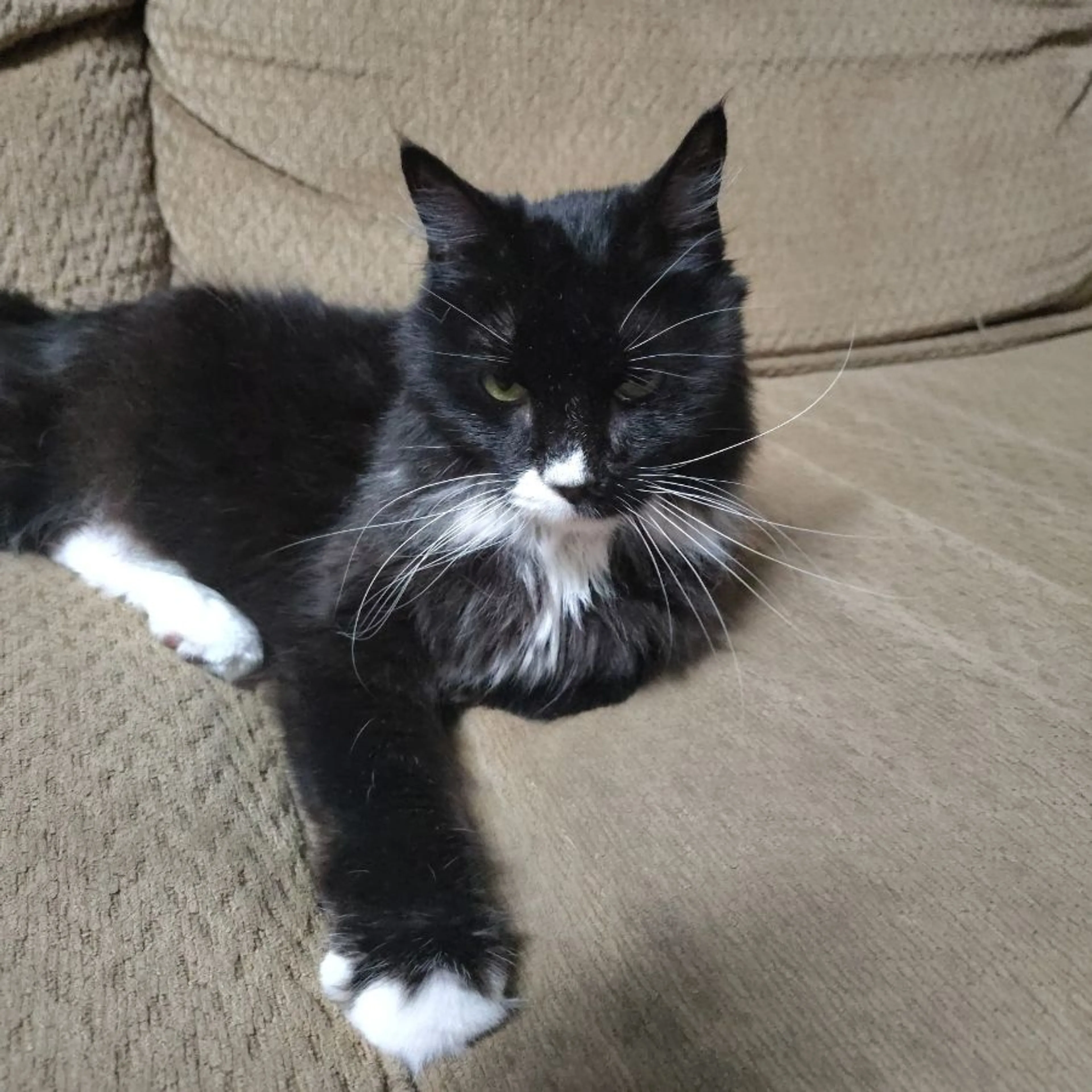 Found pet-0