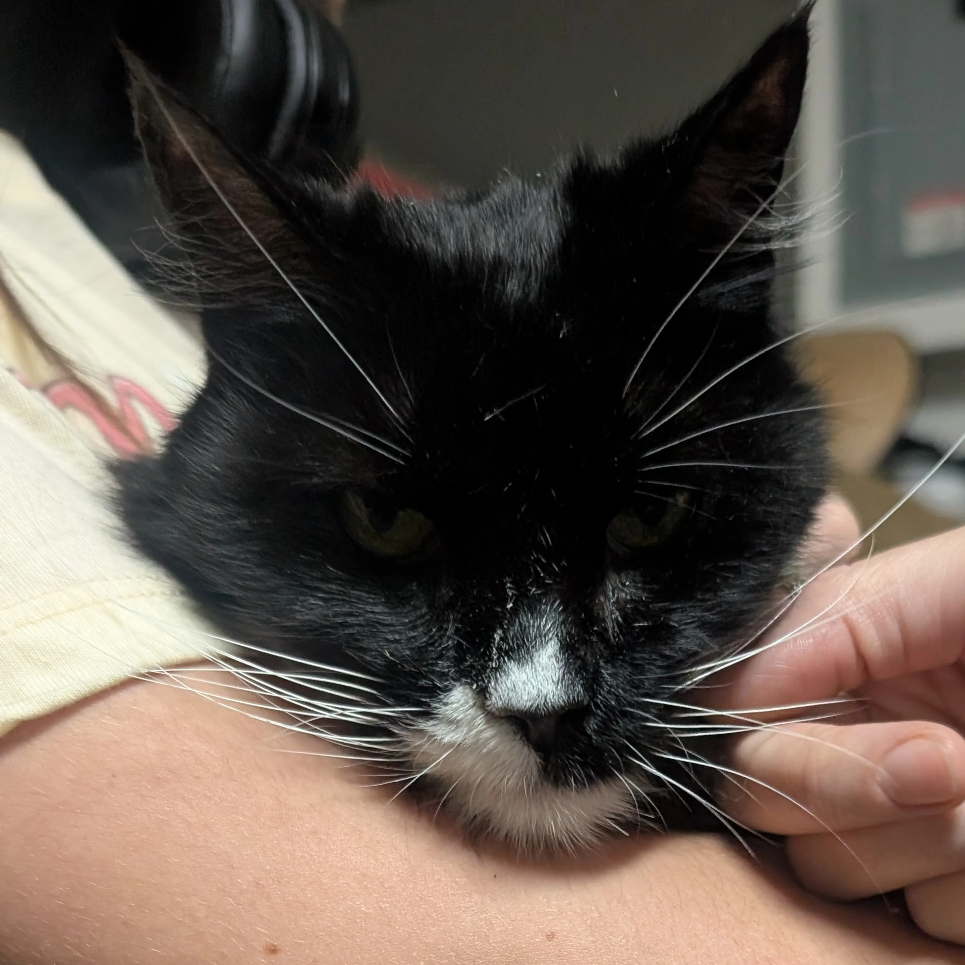 Found pet-2