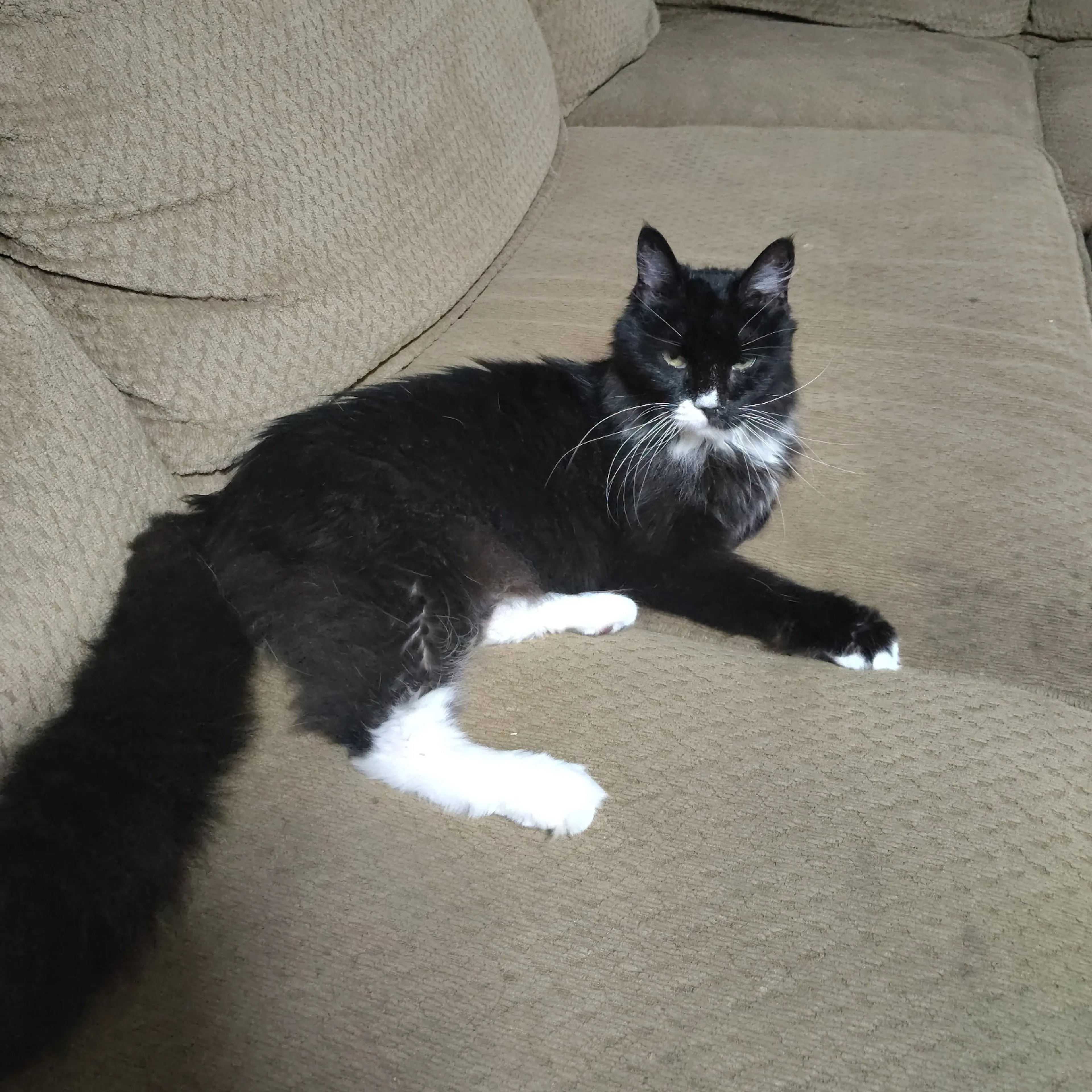 Found pet-1