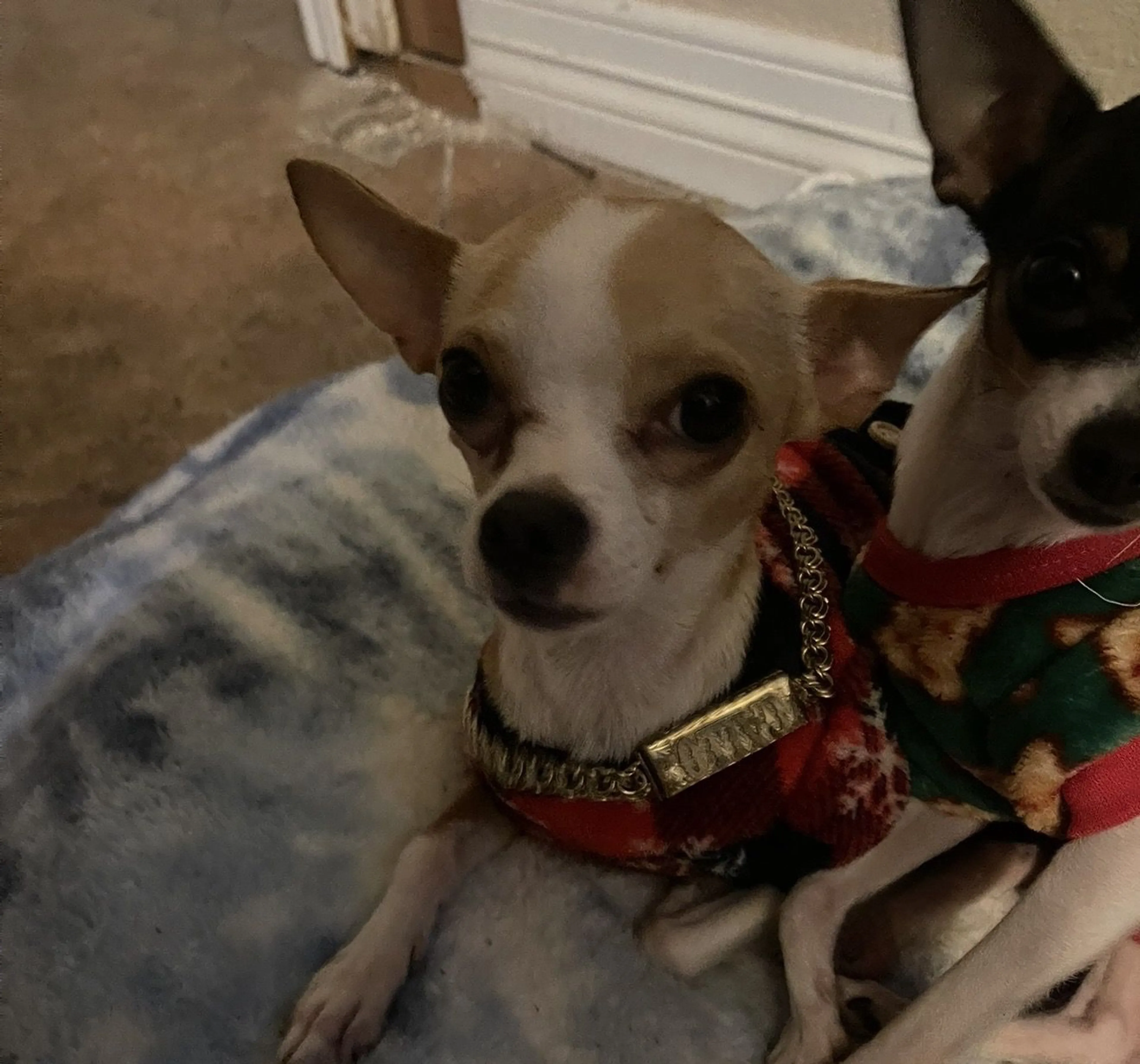 Lost pet-3