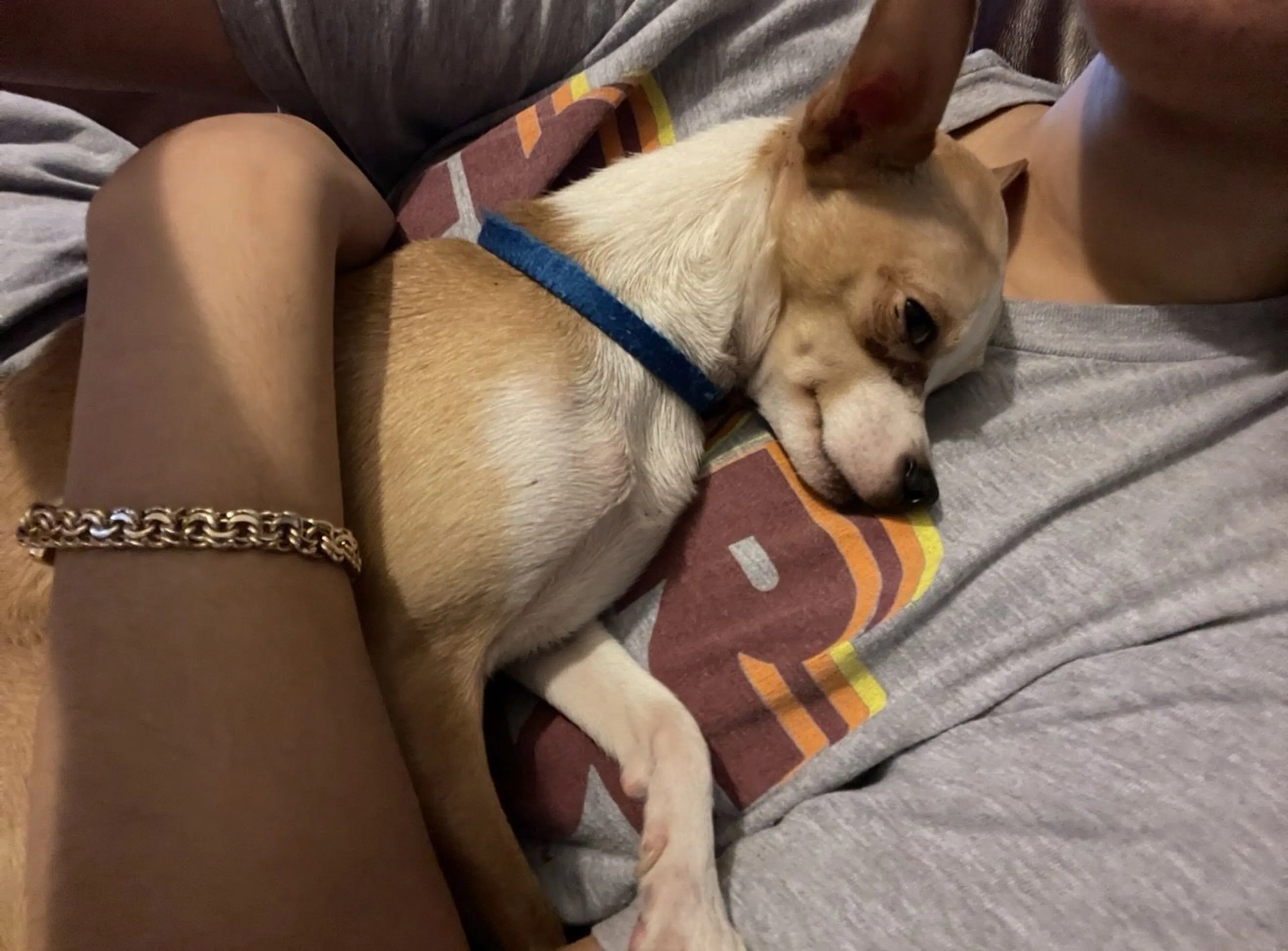 Lost pet-1