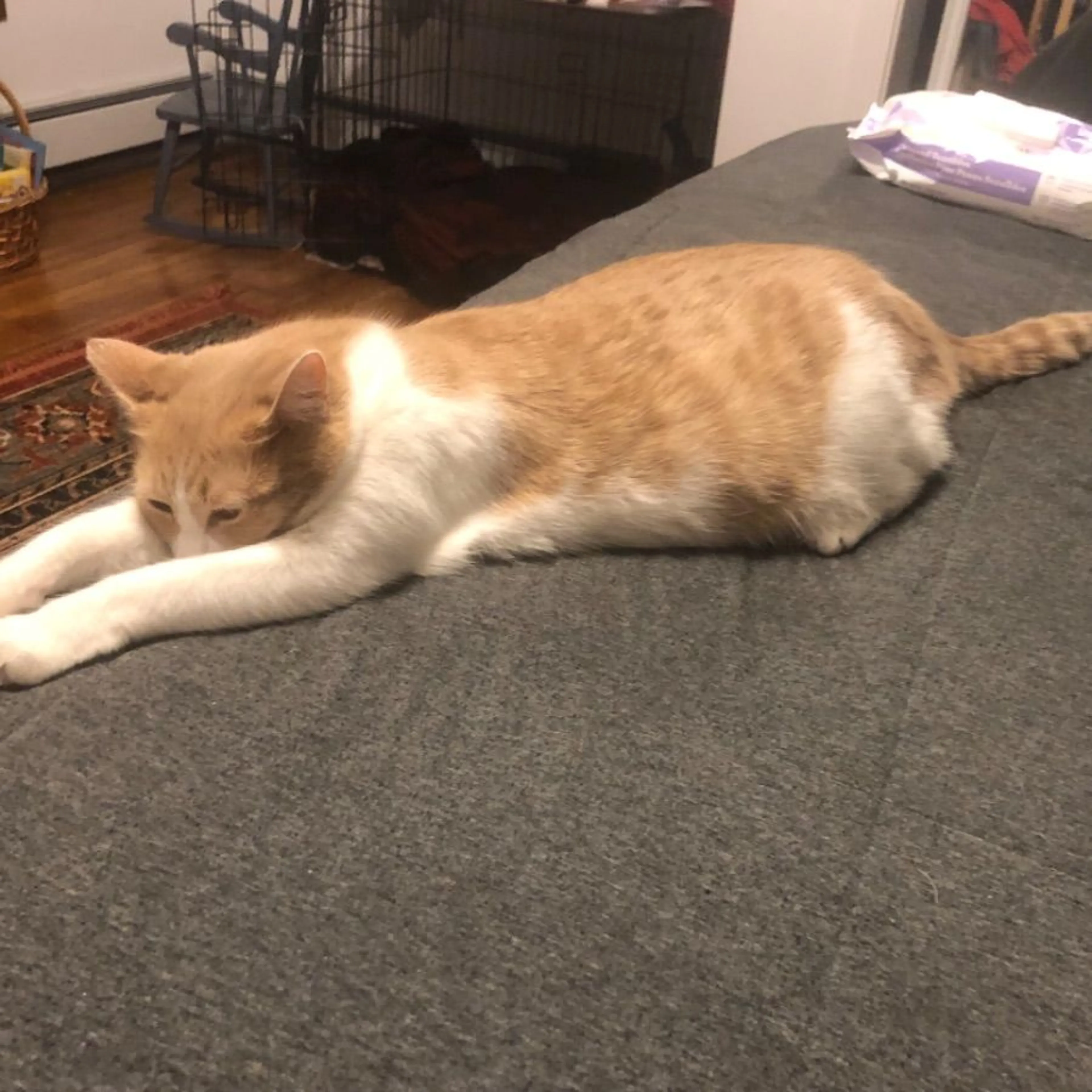 Lost pet