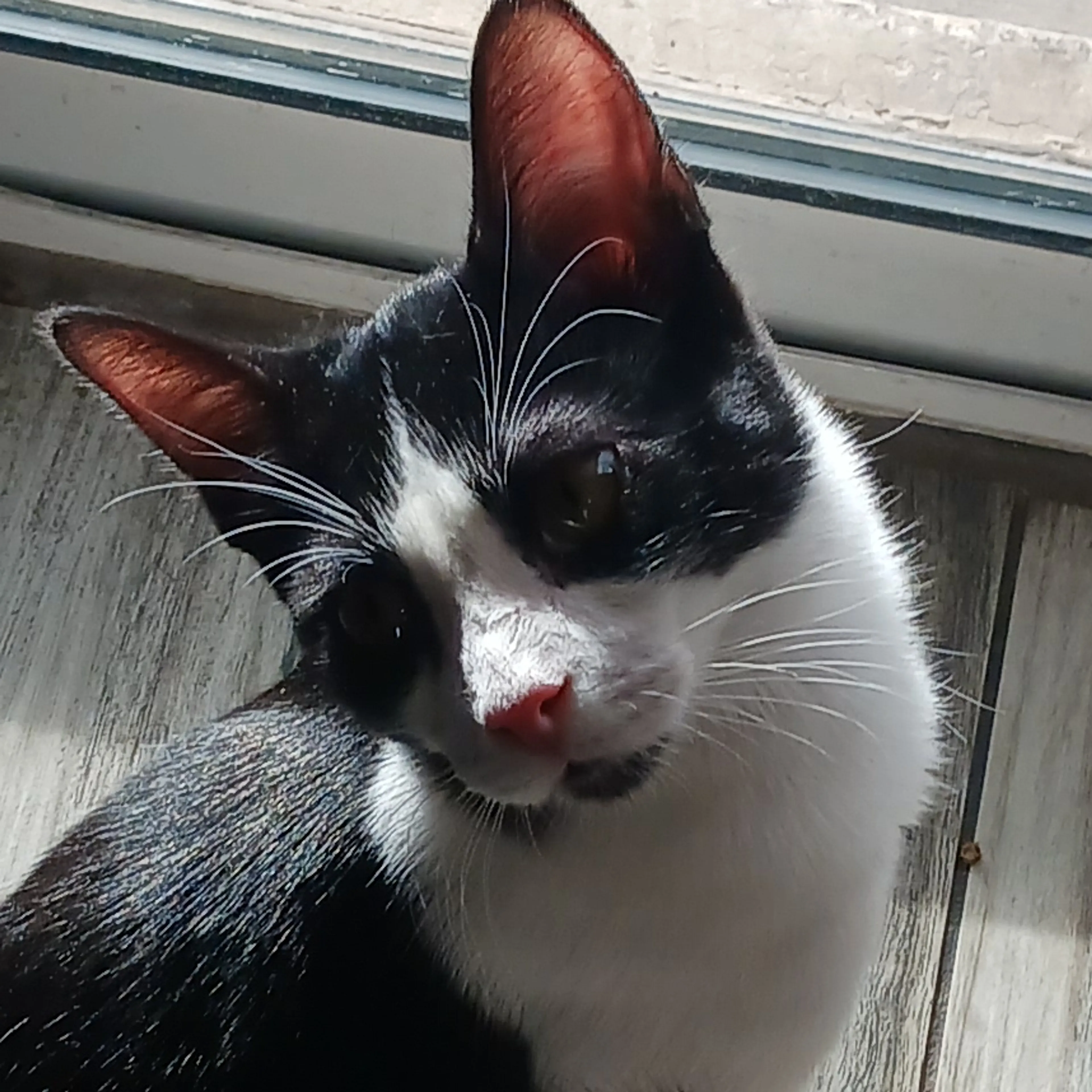 Lost pet-2