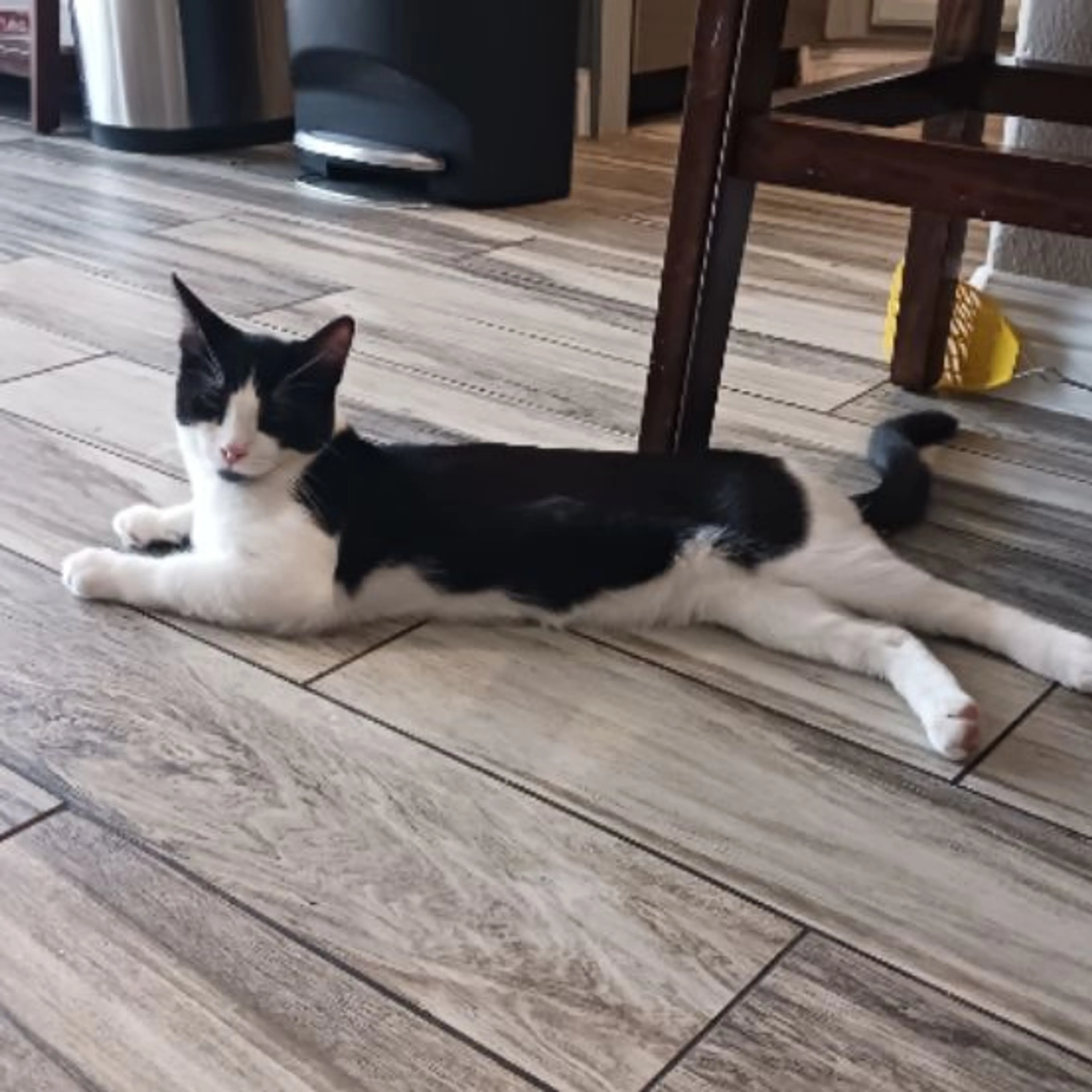 Lost pet-0