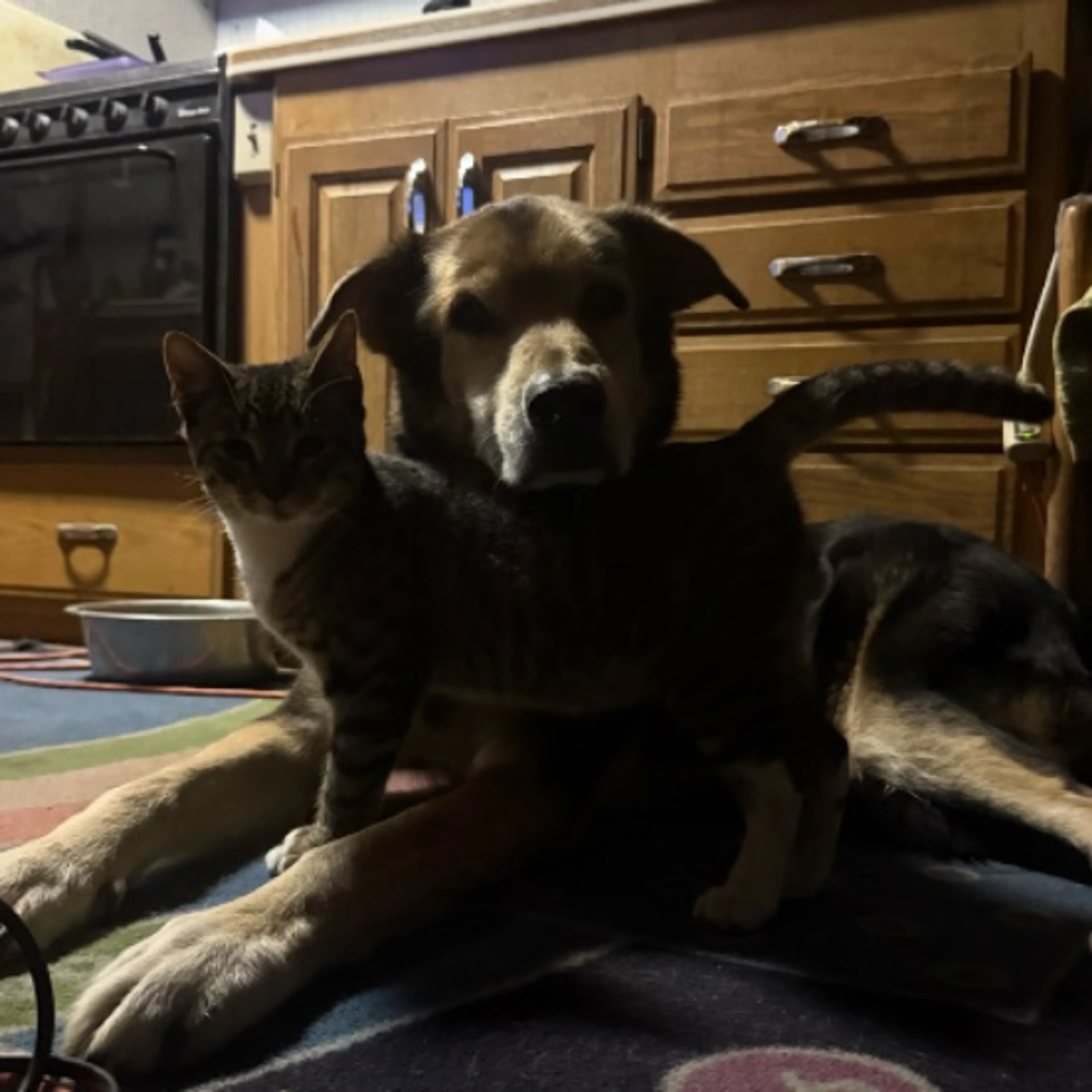 Lost pet