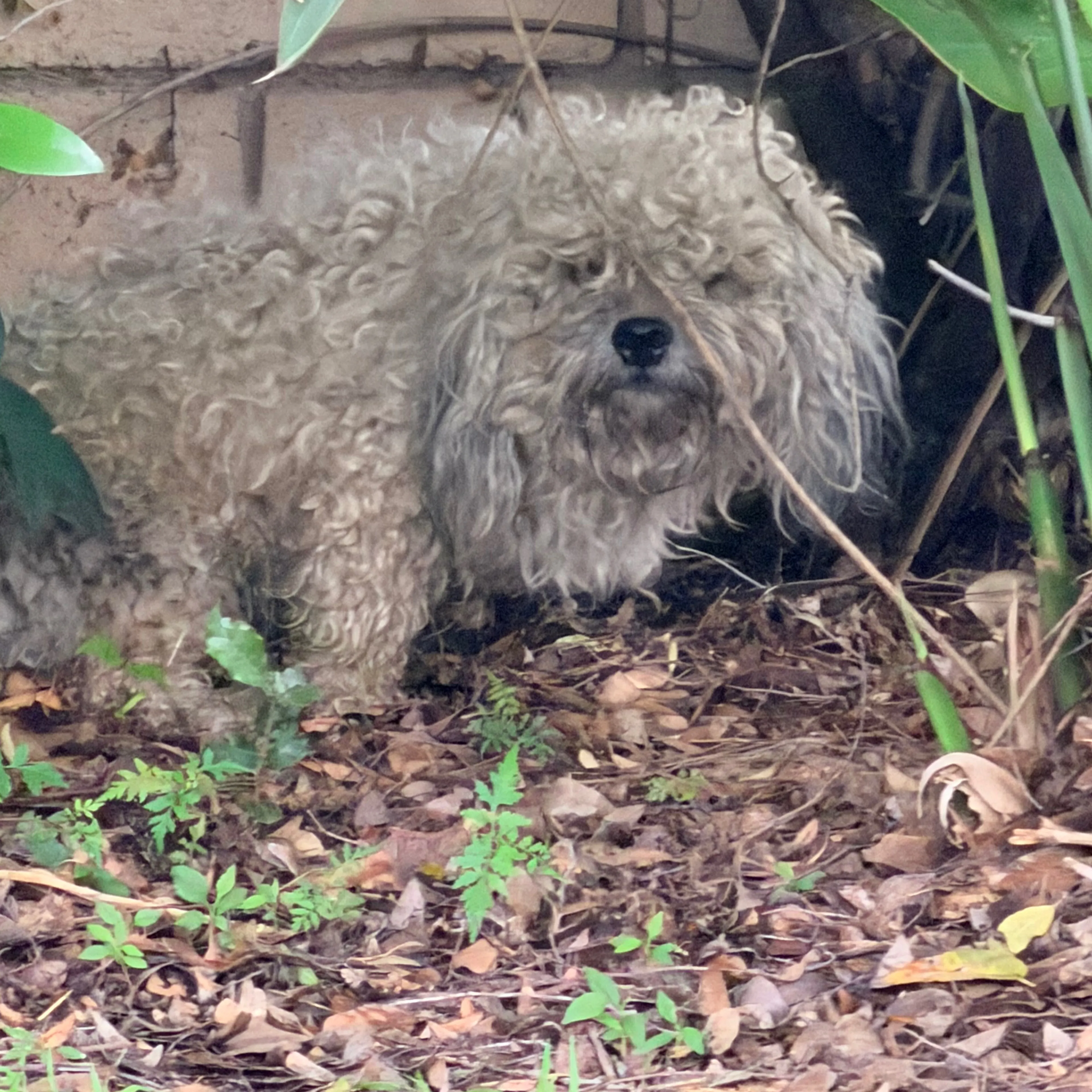 Found pet-3
